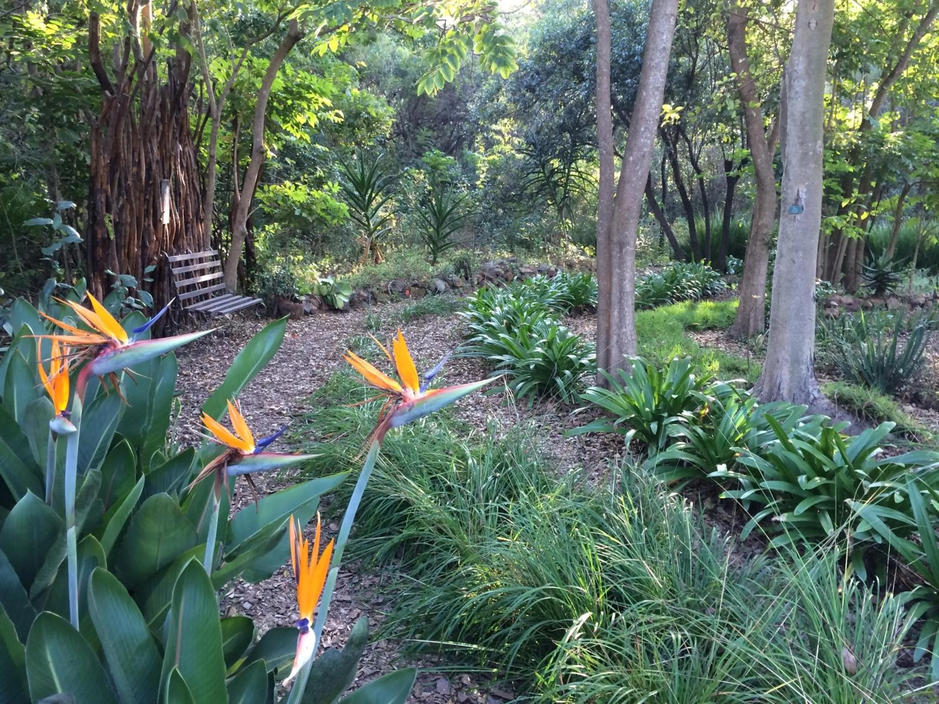 Garden in Old Joe's Kaia