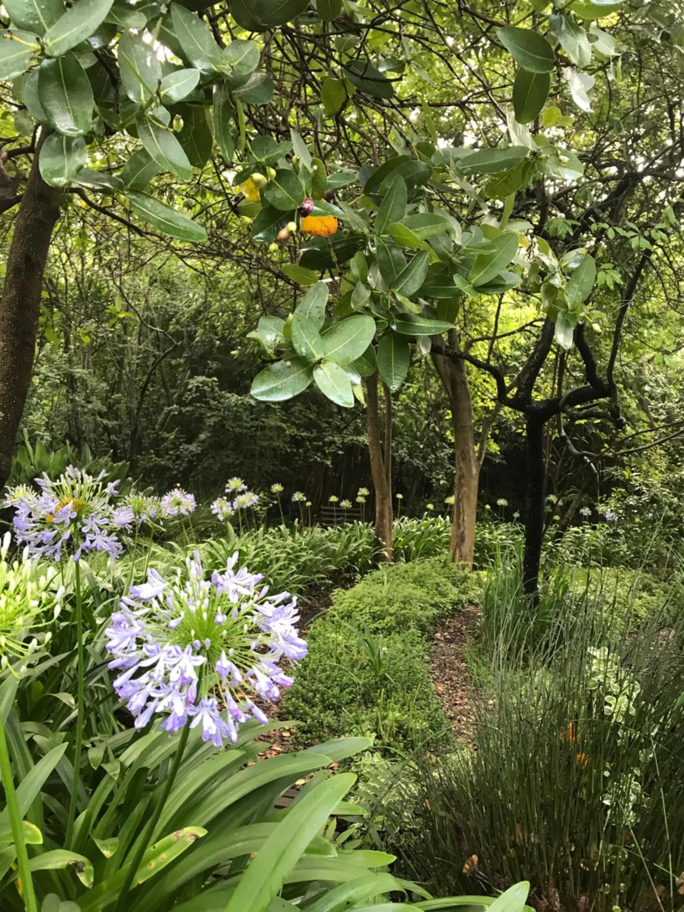 Garden in Old Joe's Kaia