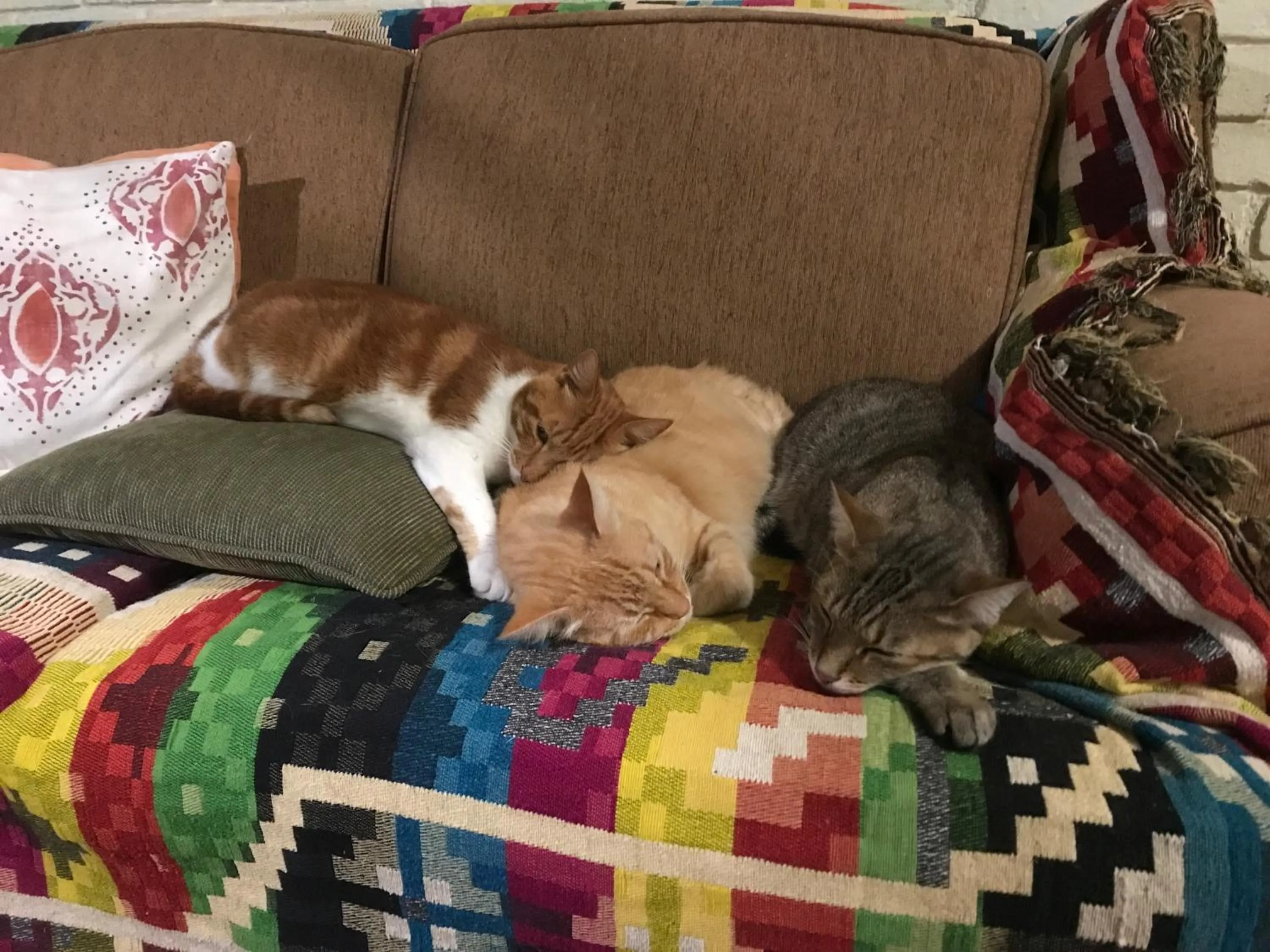 Pets in Old Joe's Kaia