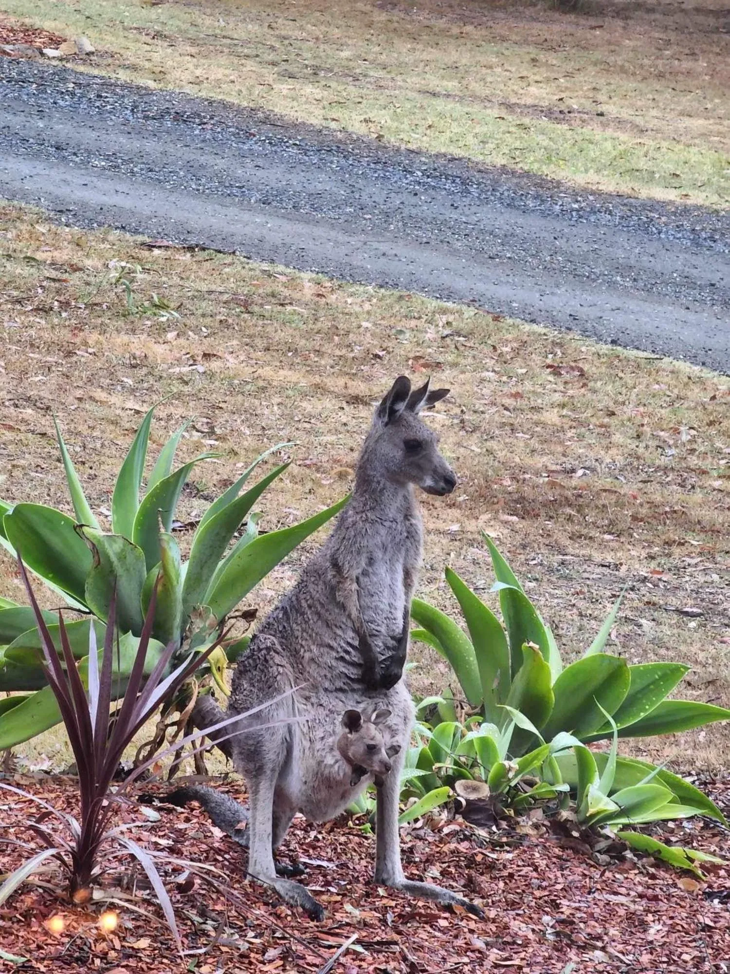 Animals in Tuckers Lane Boutique Accommodation
