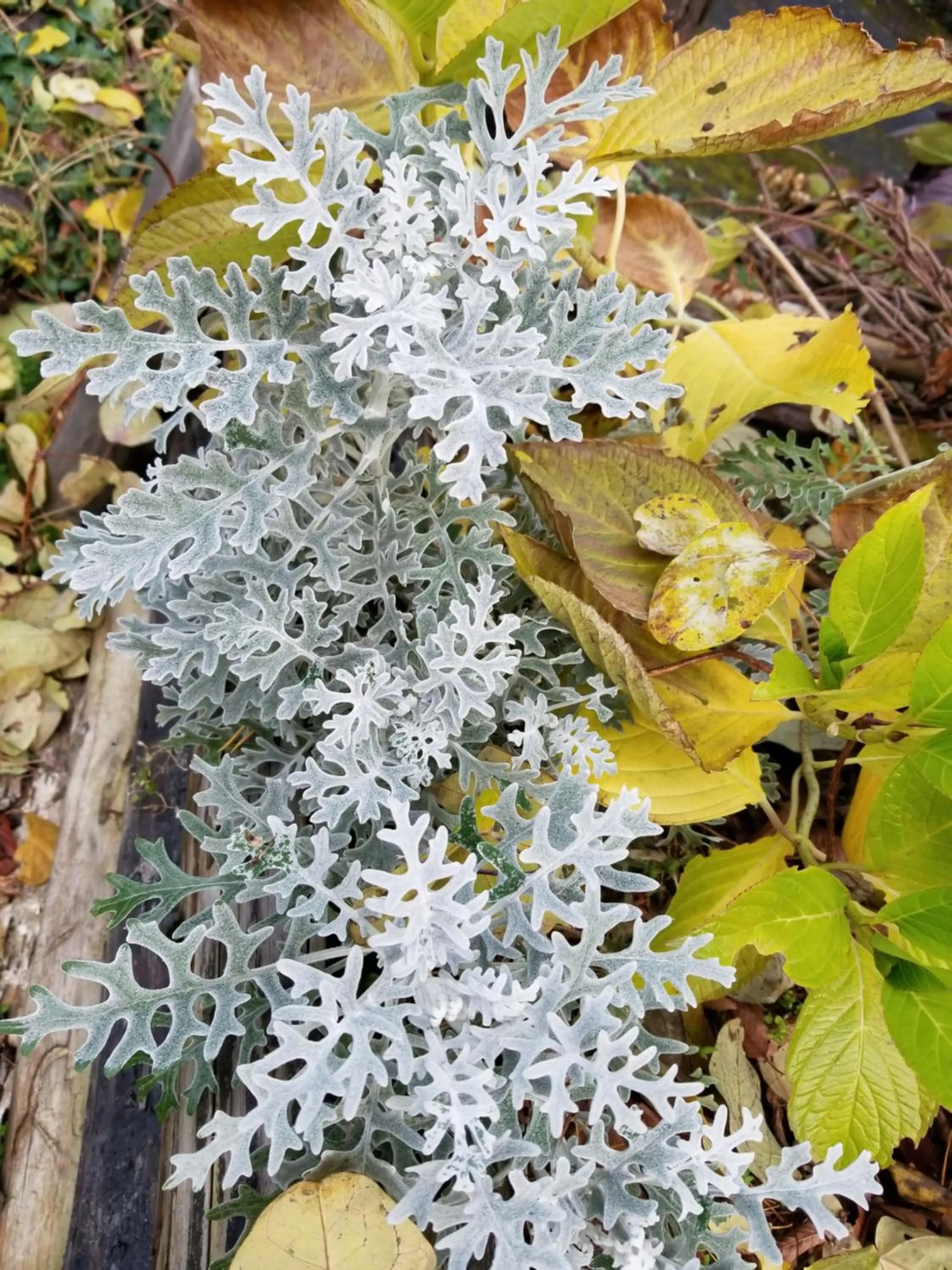 Garden in Donguri House