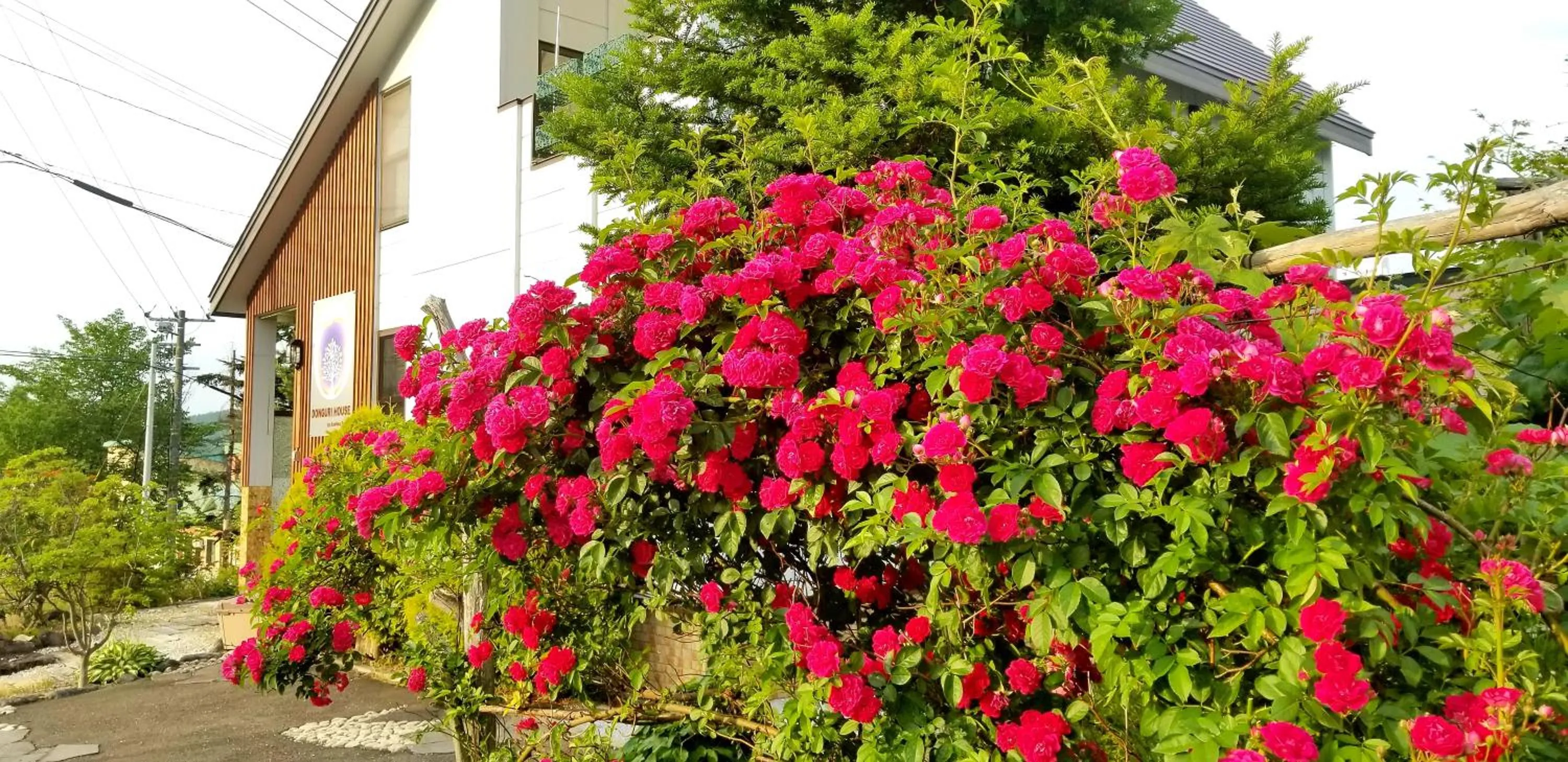 Property building in Donguri House