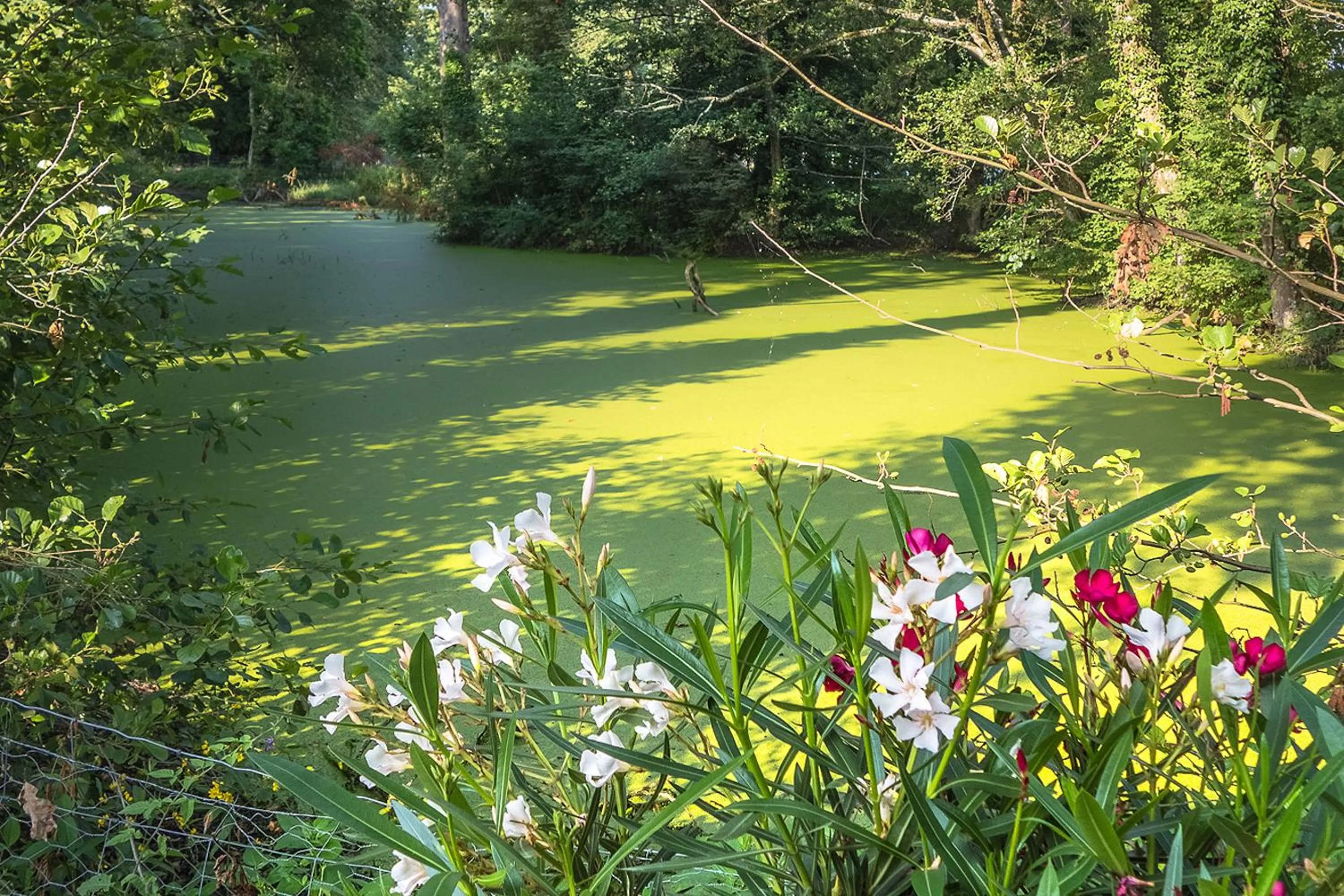 Garden in Château de Bossey