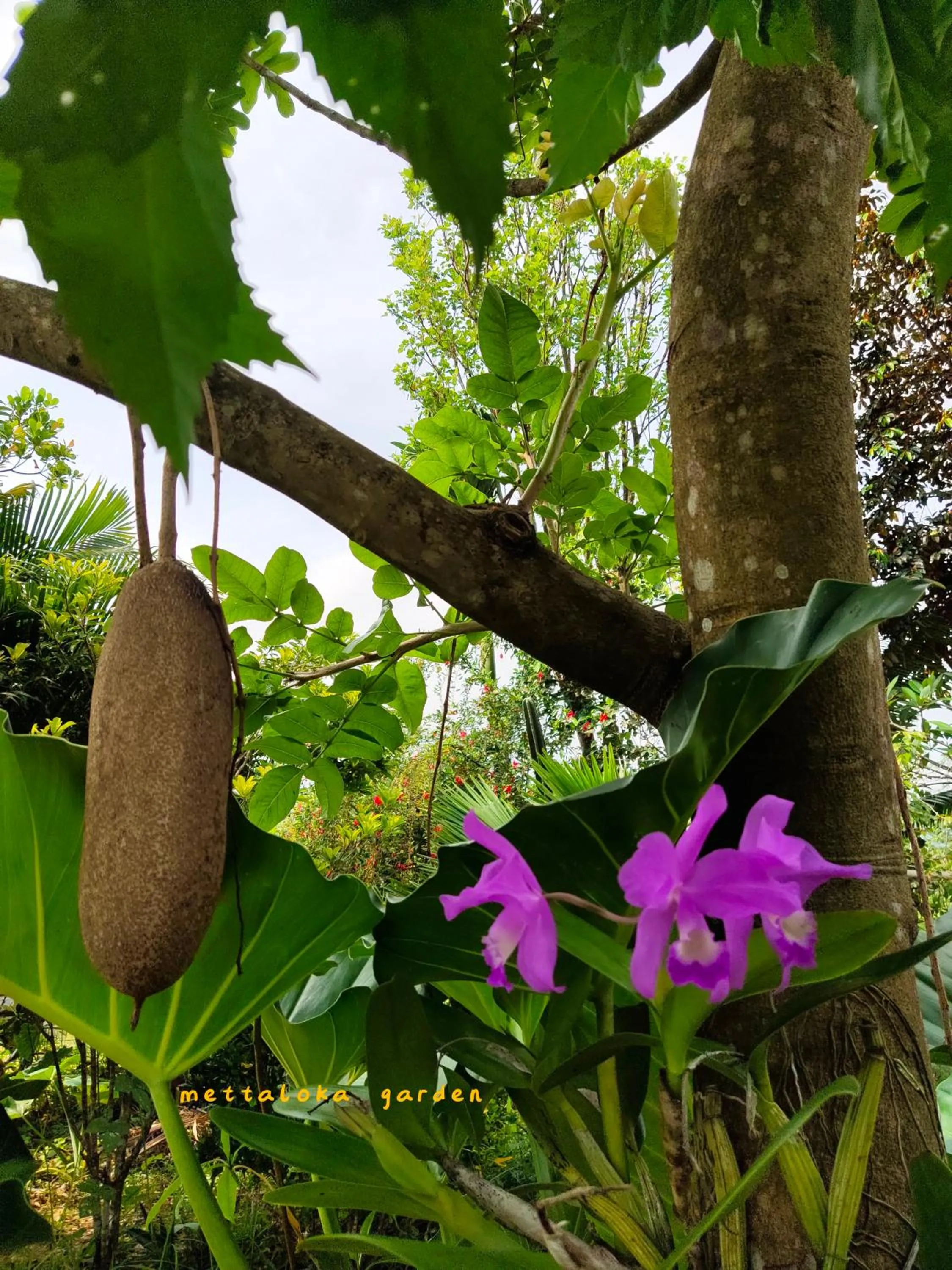 Mettaloka Guesthouse