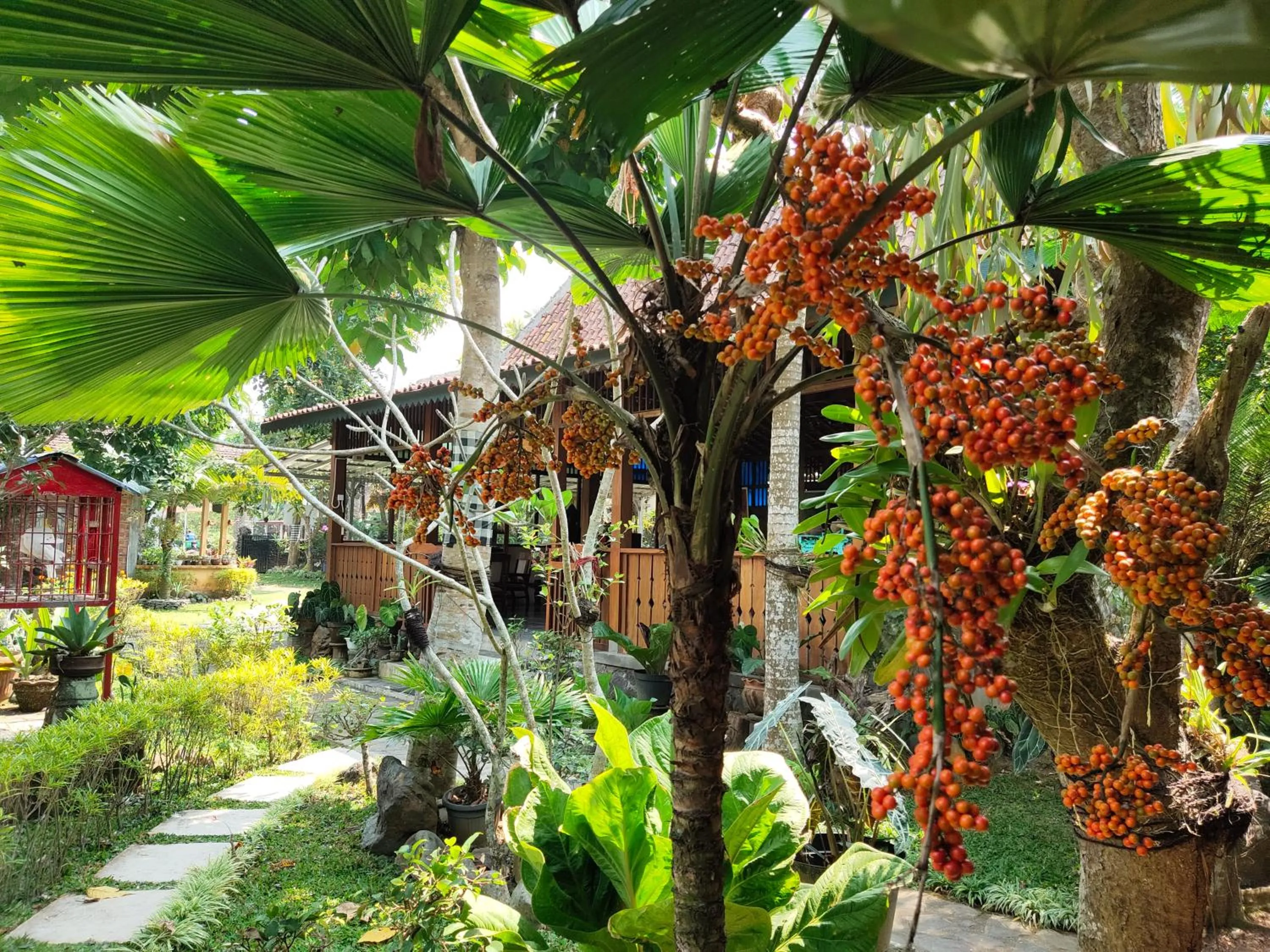 Natural landscape in Mettaloka Guesthouse