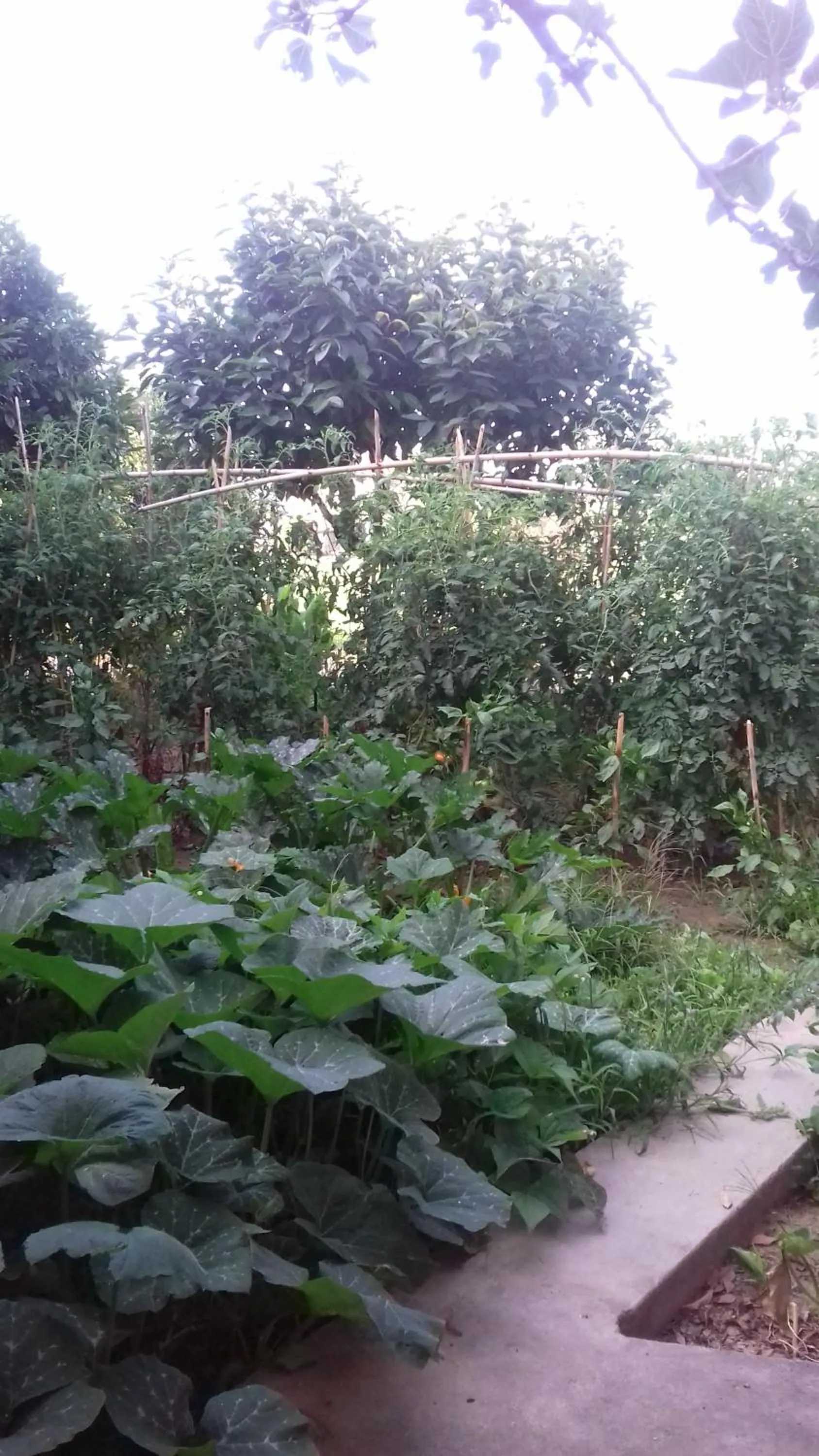 Natural landscape in La Casetta Dei Cedri