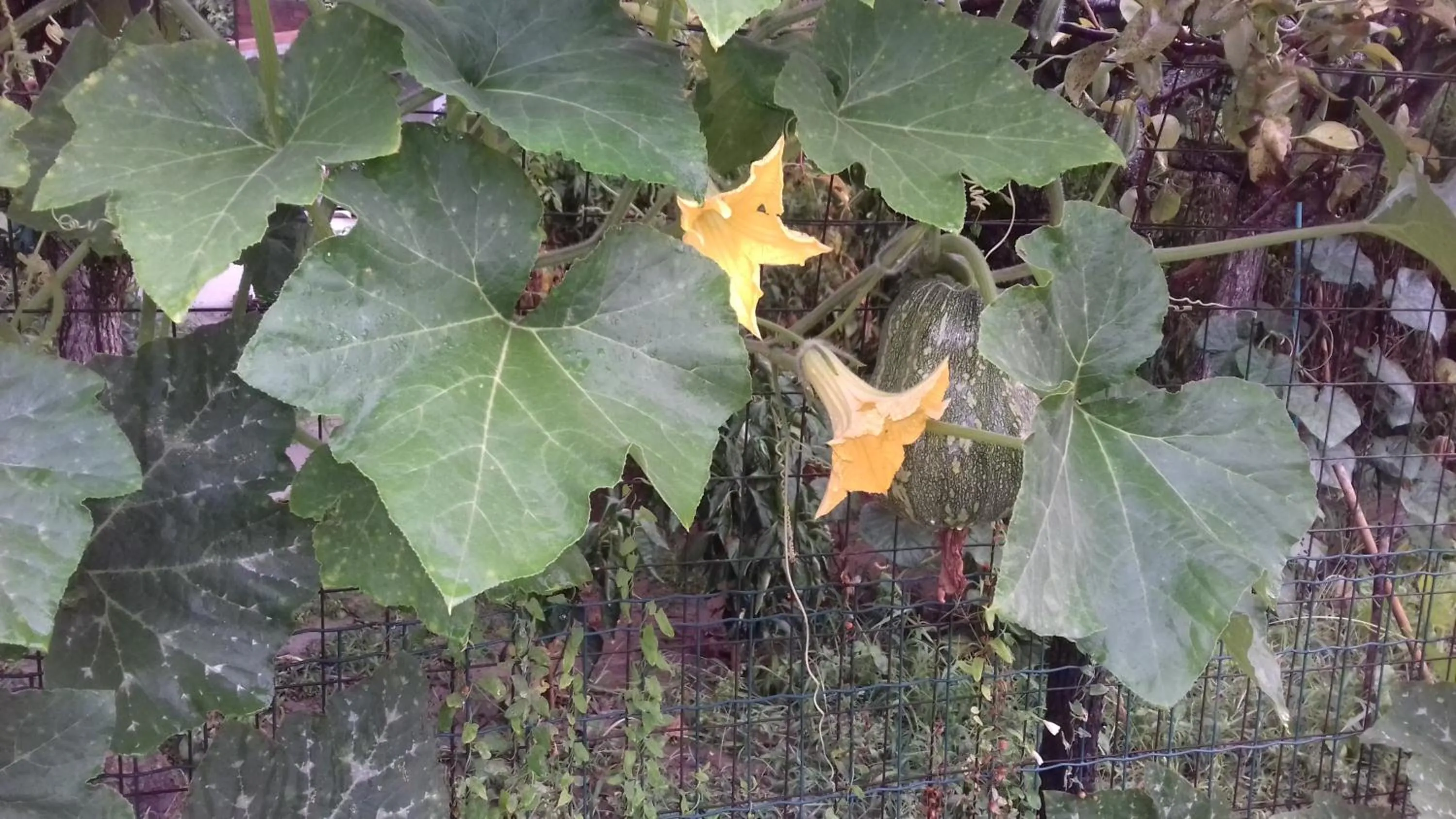 La Casetta Dei Cedri