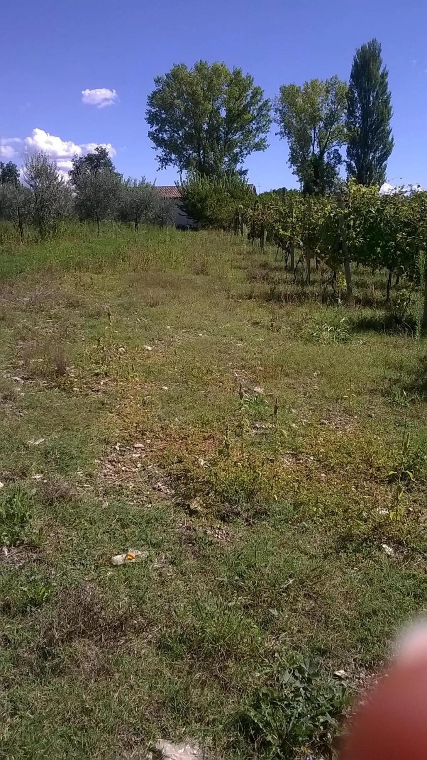 Entertainment in La Casetta Dei Cedri