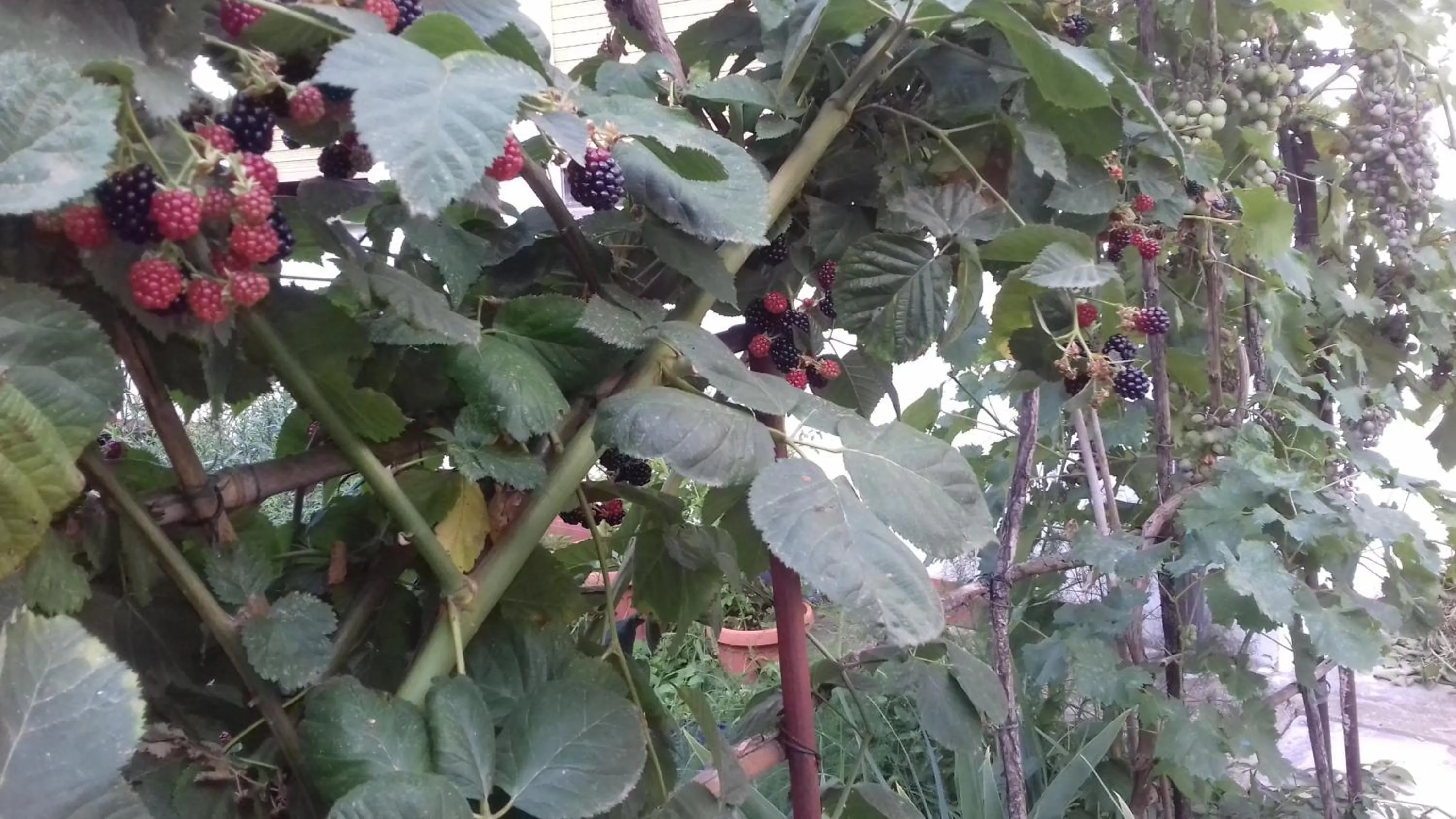 Bird's eye view in La Casetta Dei Cedri