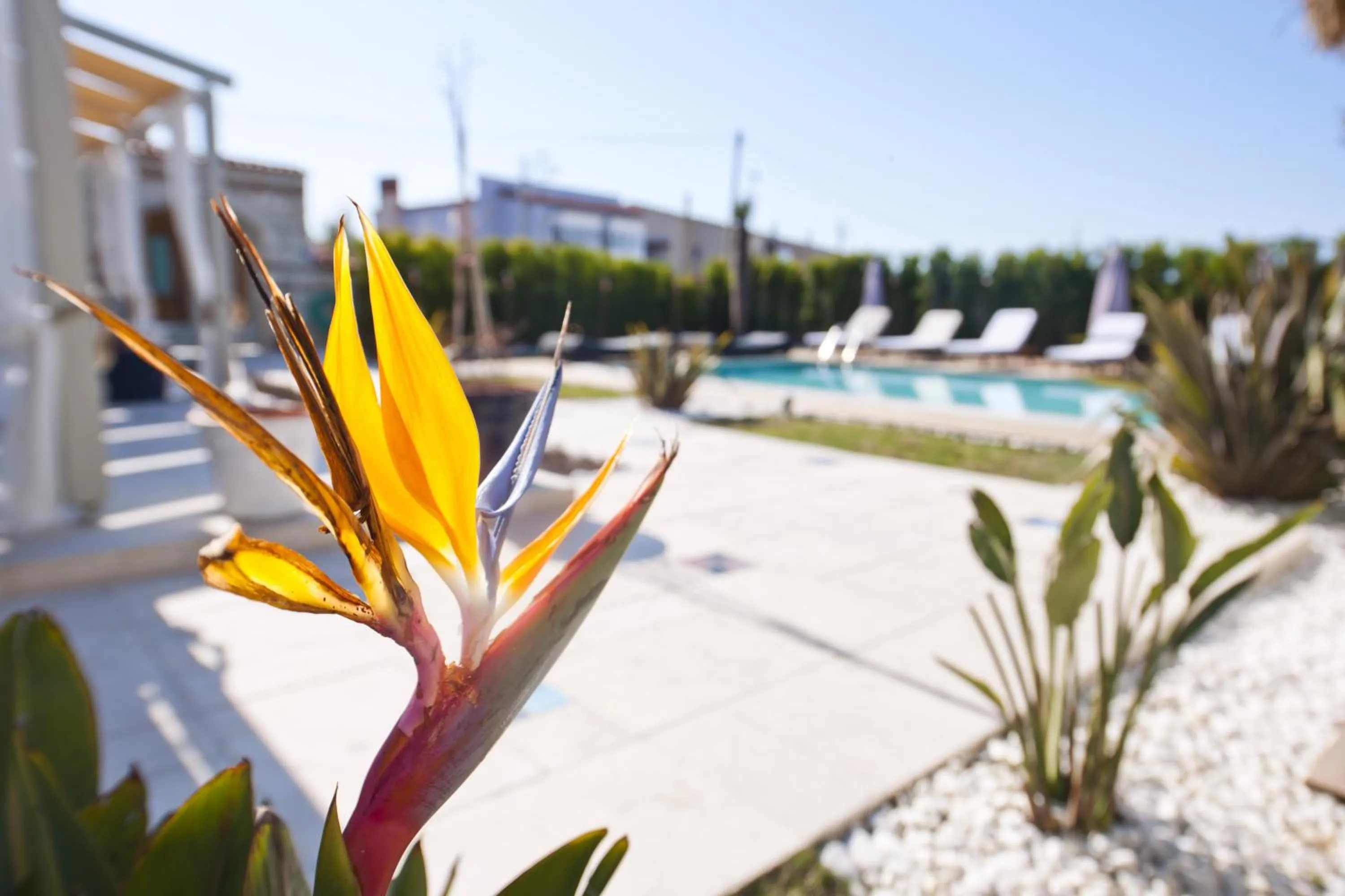Pool view in Sade Alacati Hotel