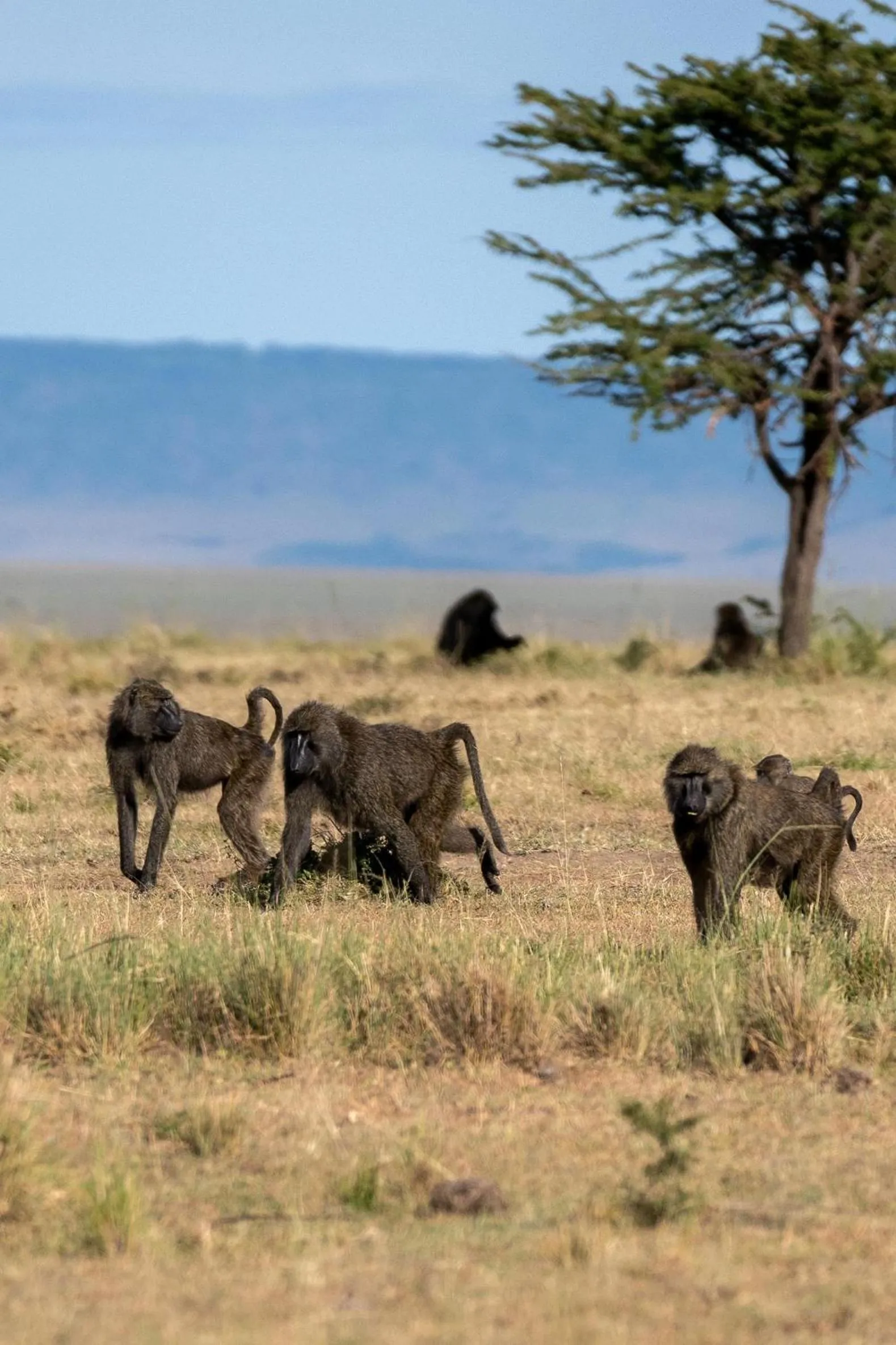 Other in Olare Mara Kempinski