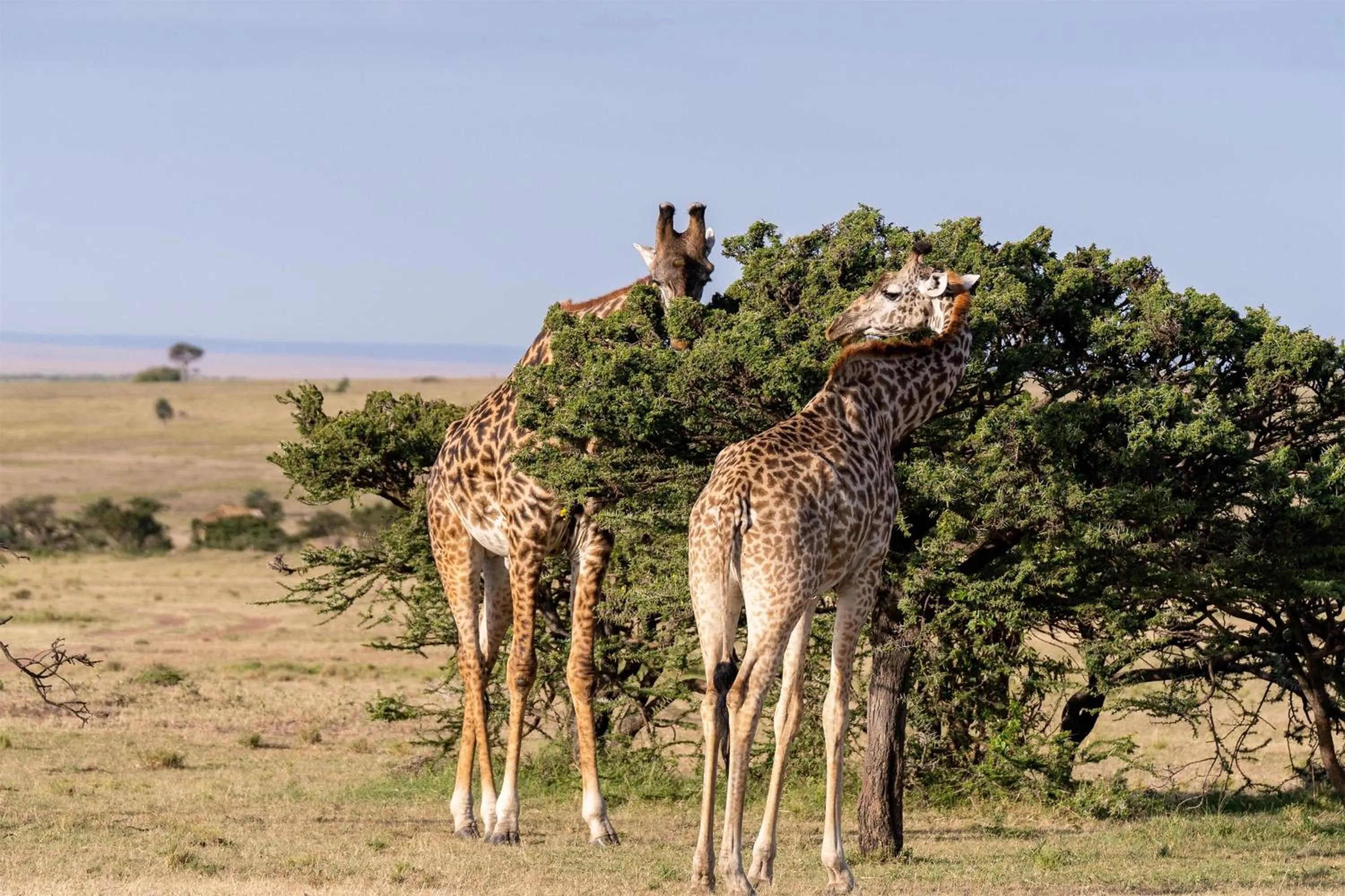 Other in Olare Mara Kempinski