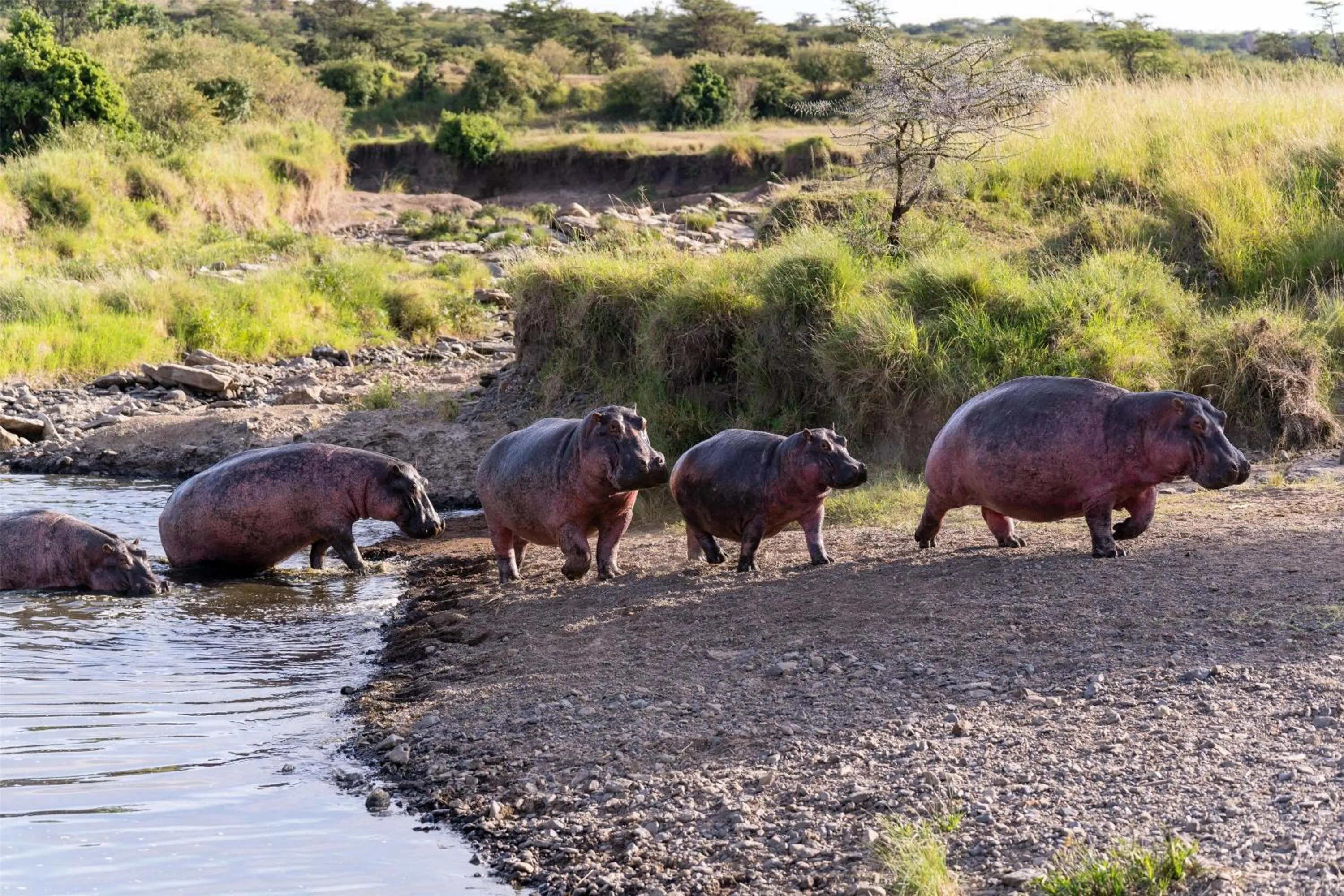Other in Olare Mara Kempinski
