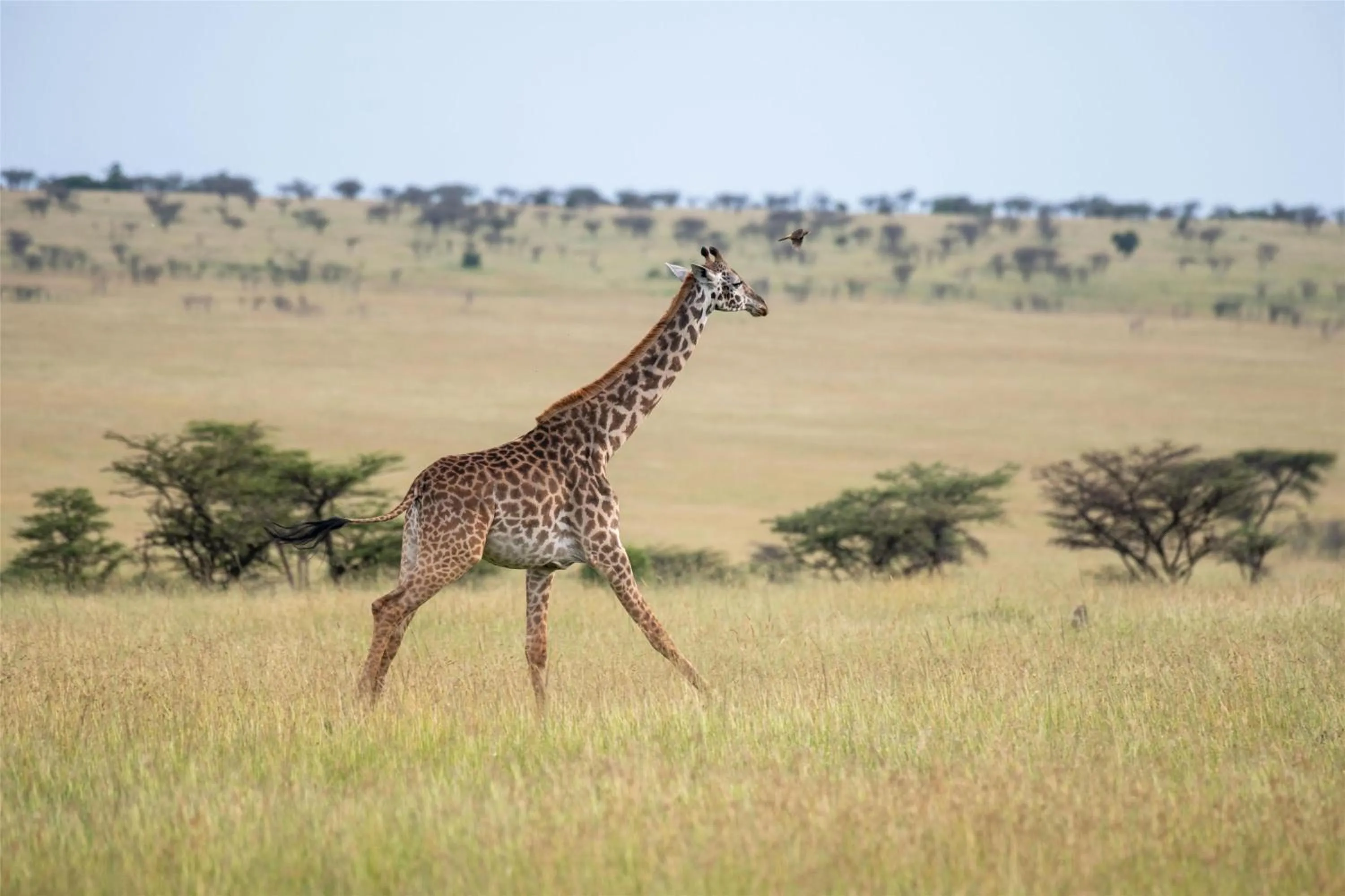 Other in Olare Mara Kempinski