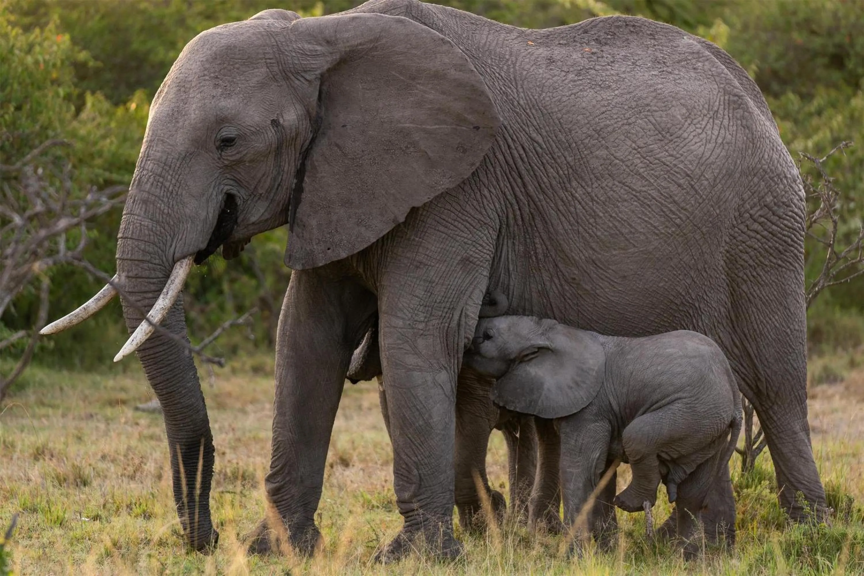 Other in Olare Mara Kempinski