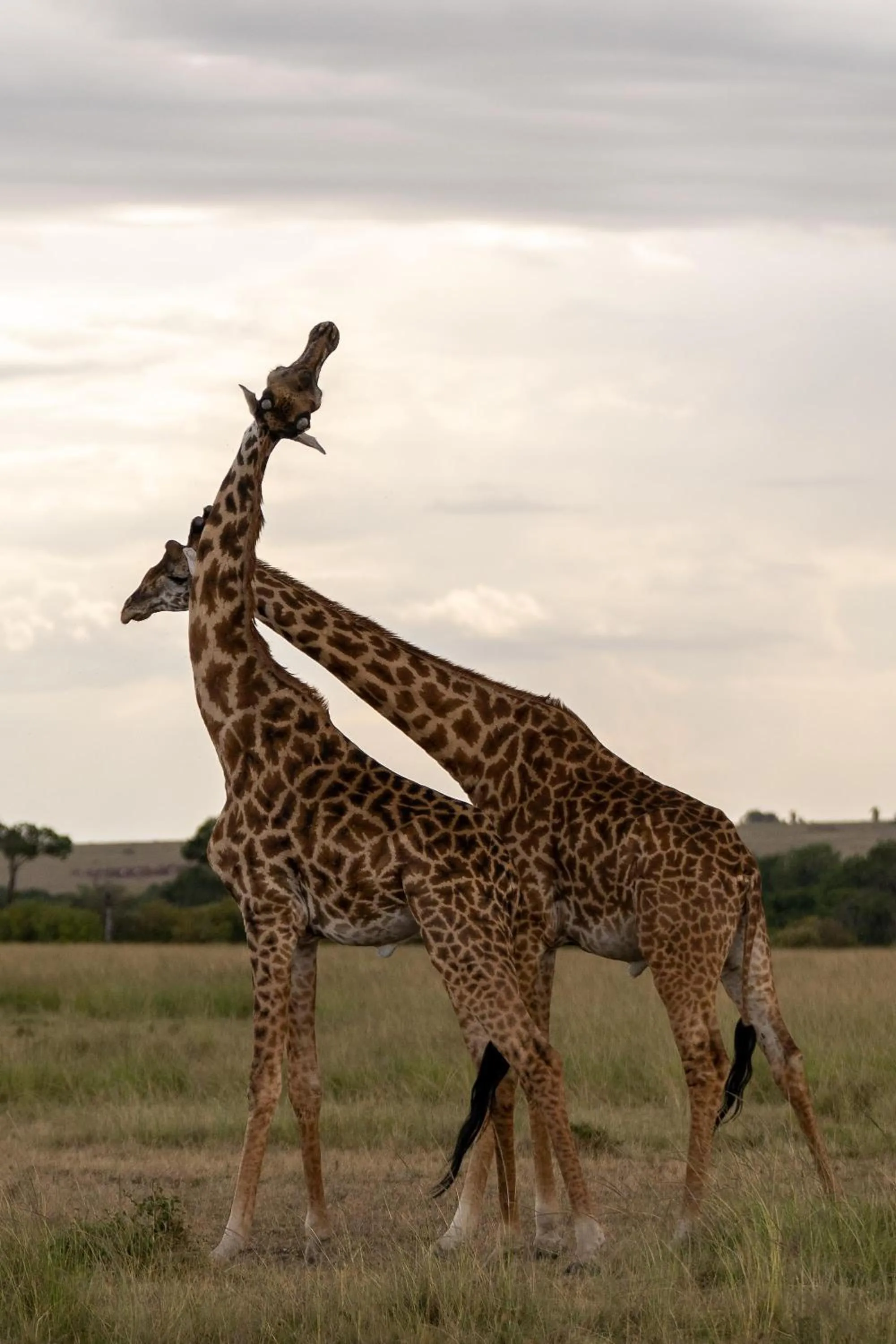 Other in Olare Mara Kempinski