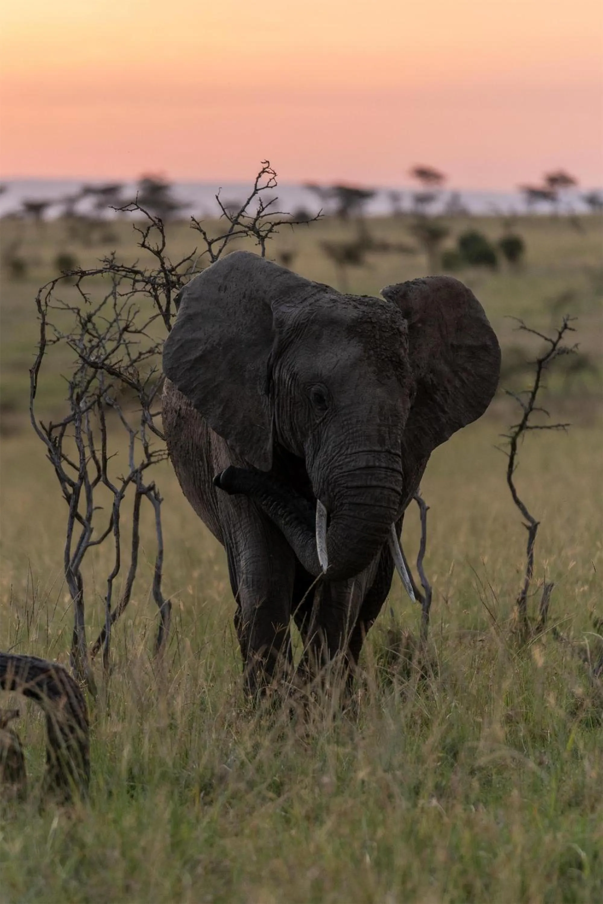 Other in Olare Mara Kempinski