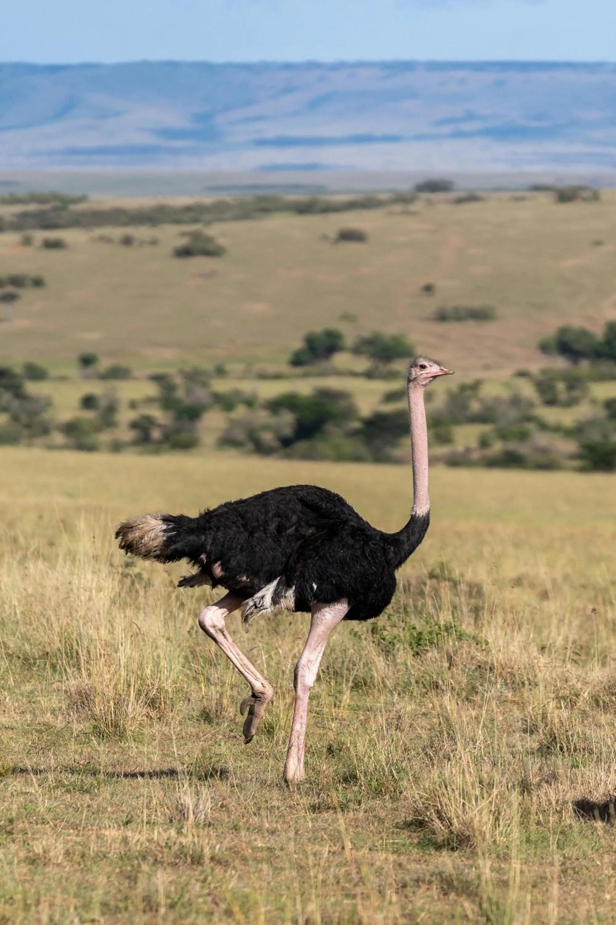 Other in Olare Mara Kempinski