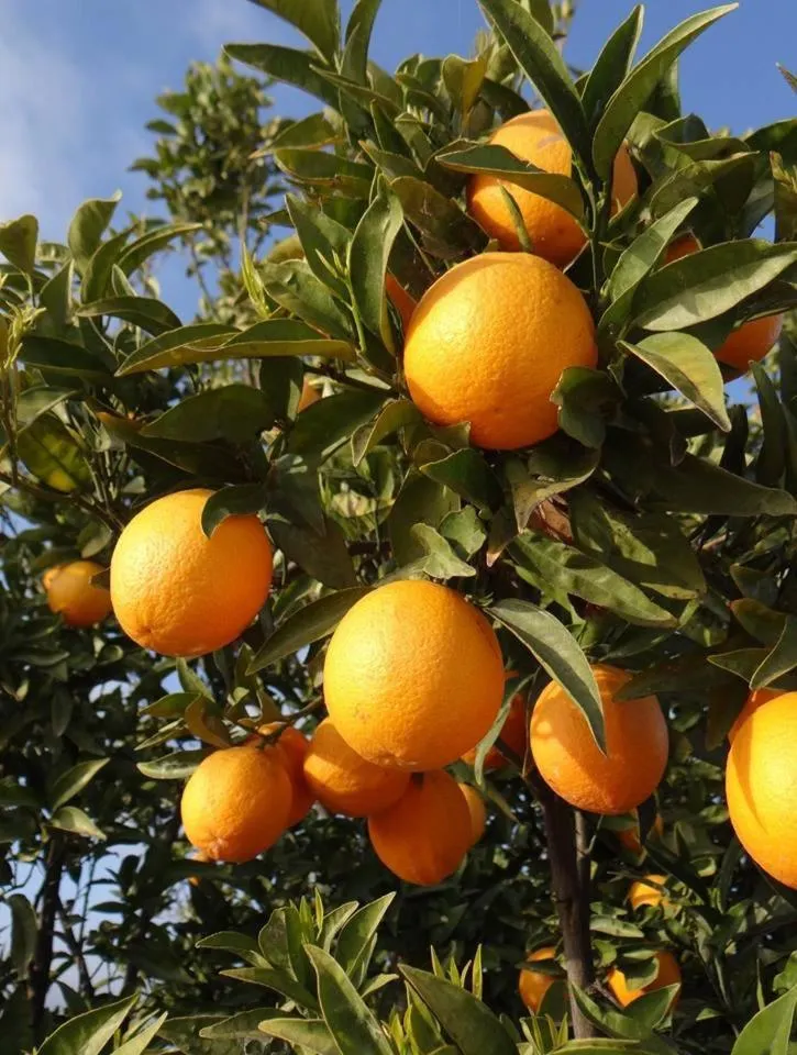 Food and drinks in Casa nuestro sueño