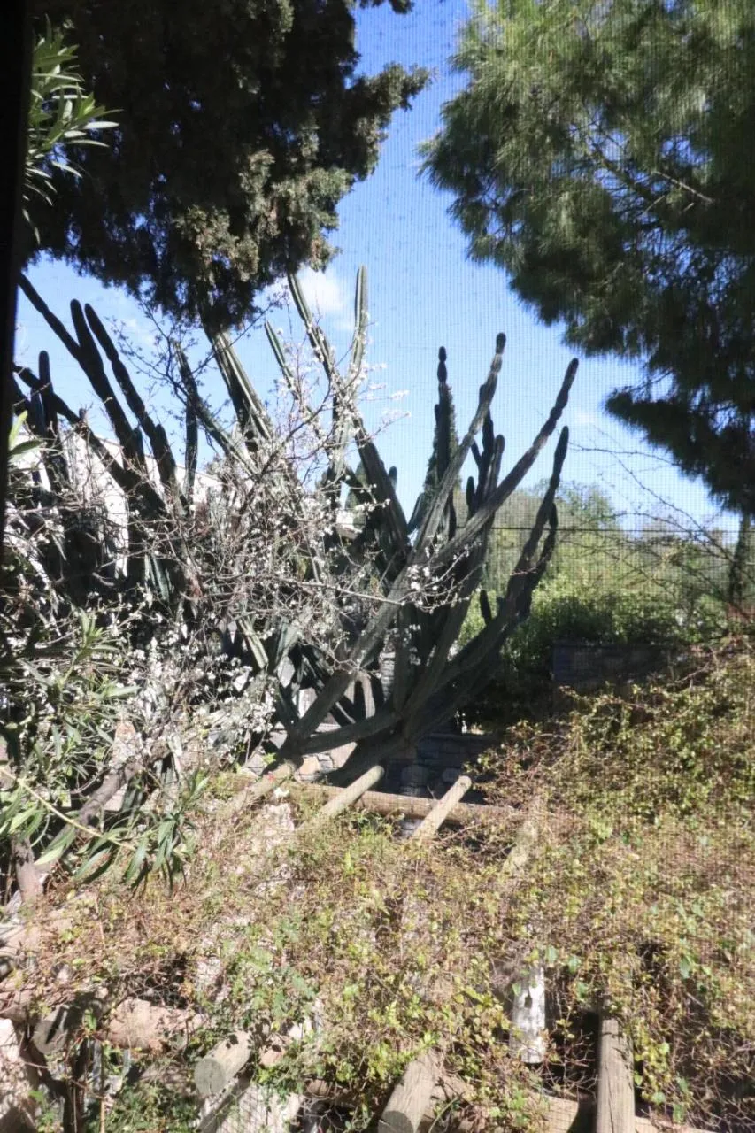 Garden view in Ha La Bodrum
