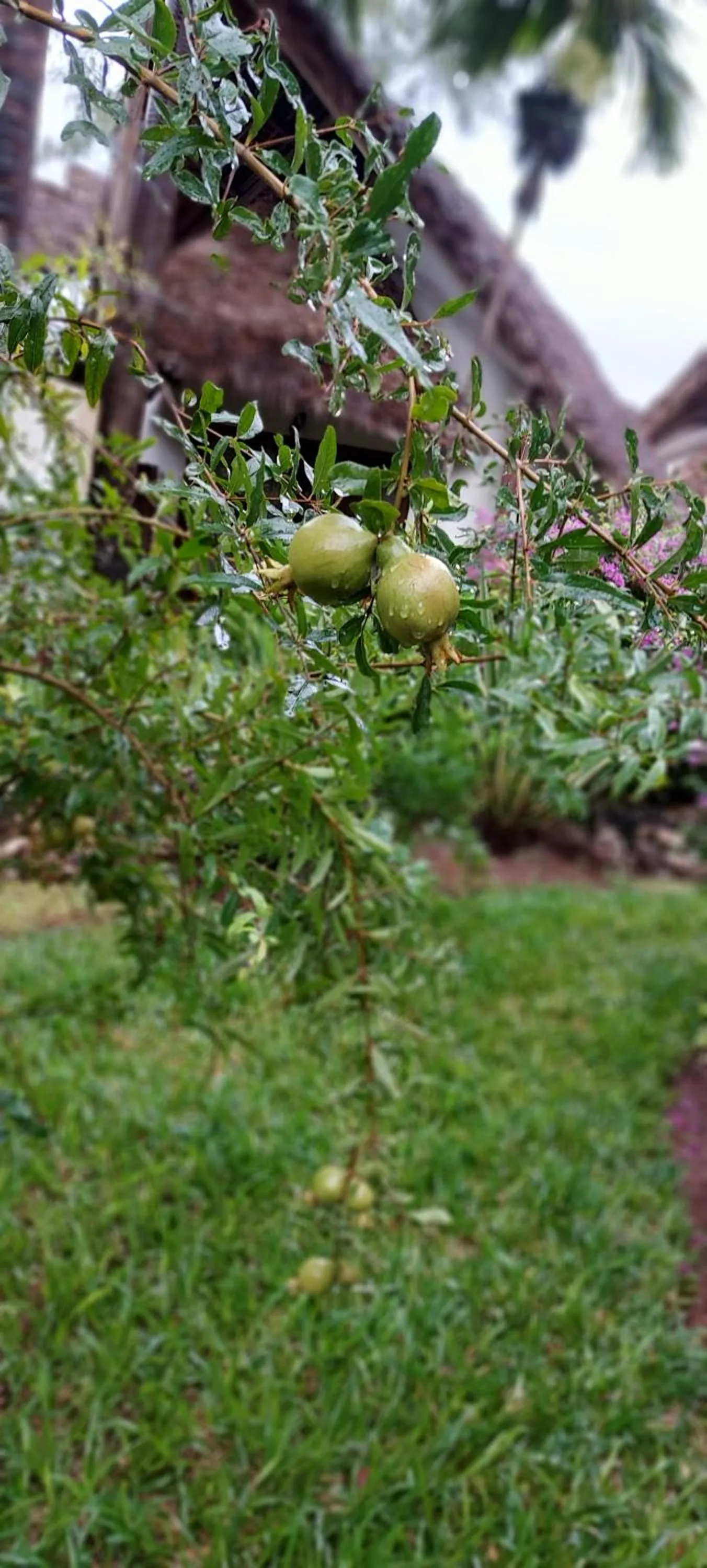 Garden in Kena Beach Hotel