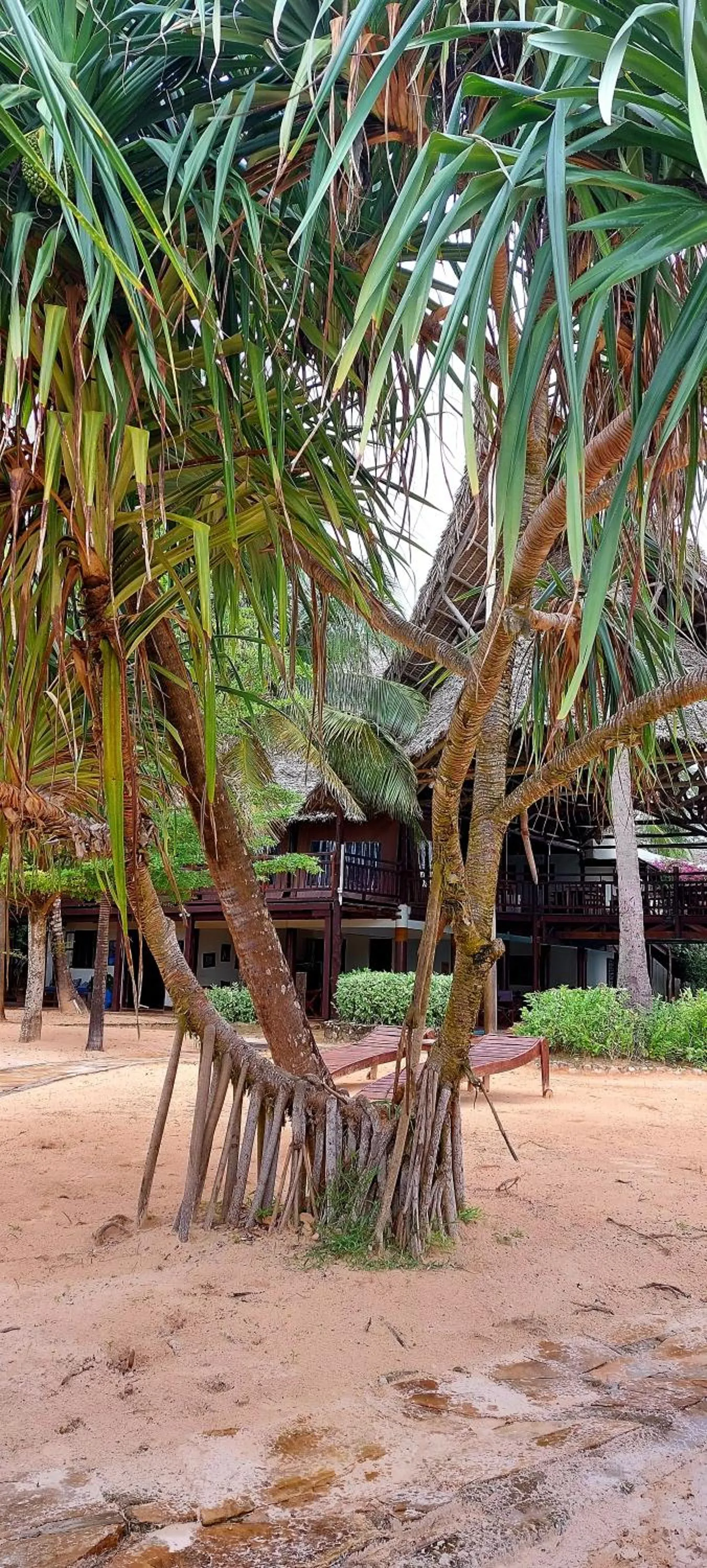 Garden in Kena Beach Hotel