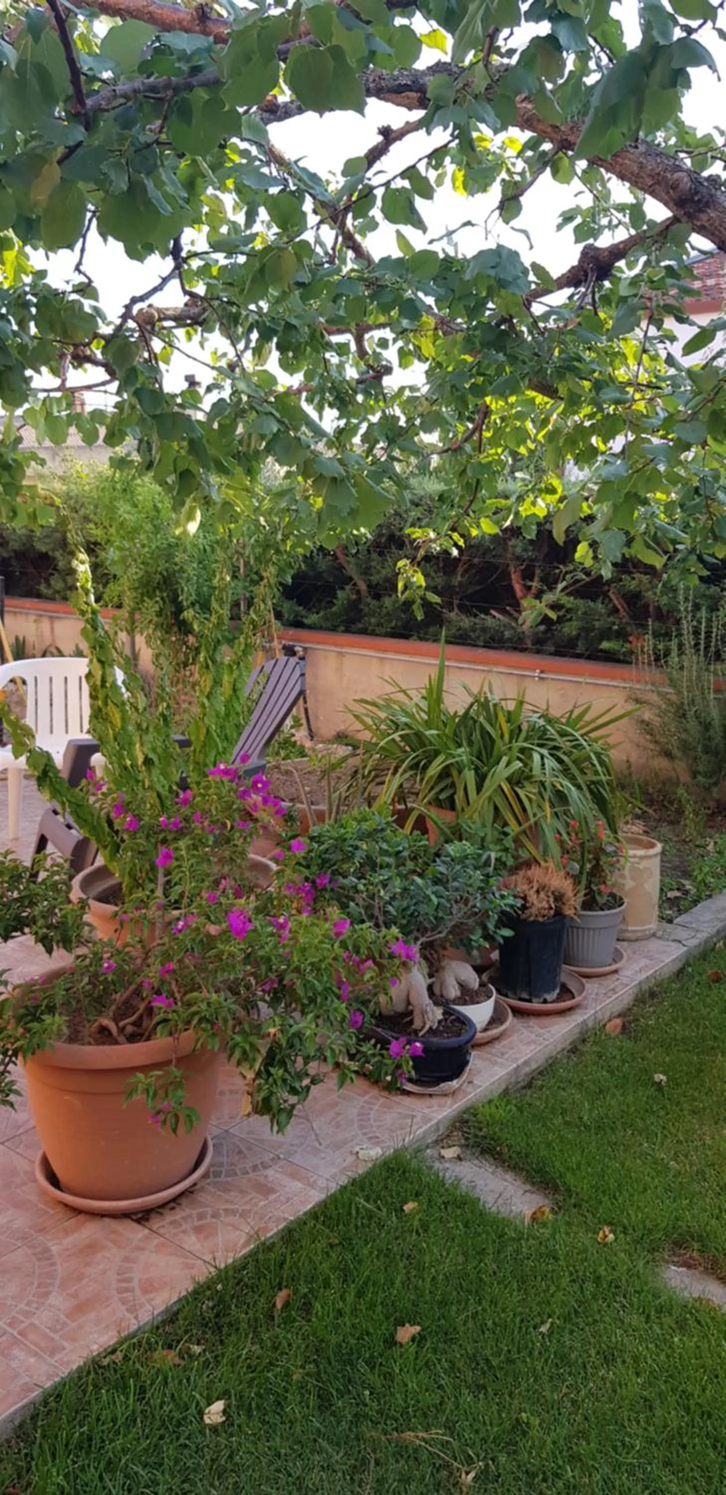 Garden in Sassi's Loft