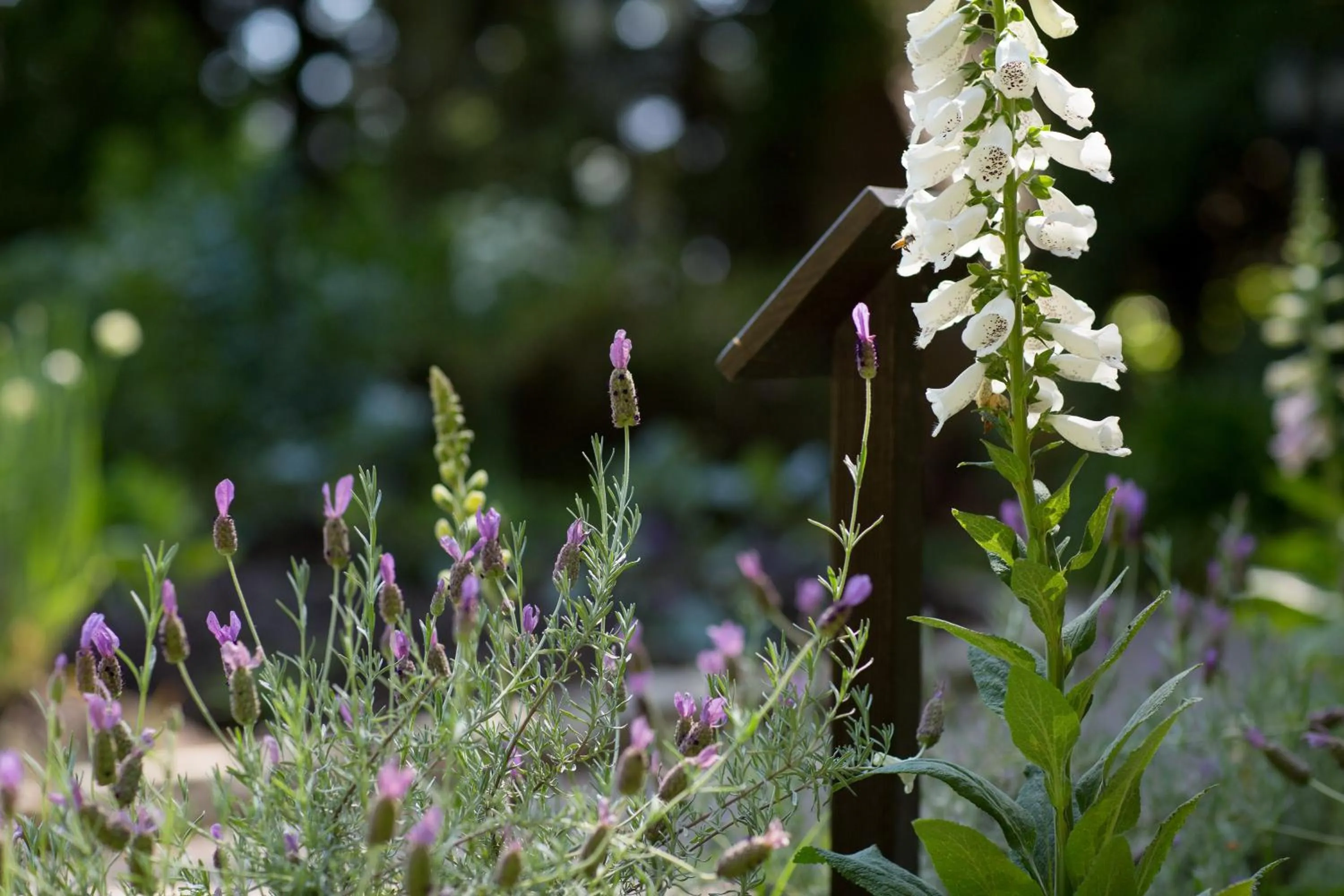 Garden in Harvest Inn