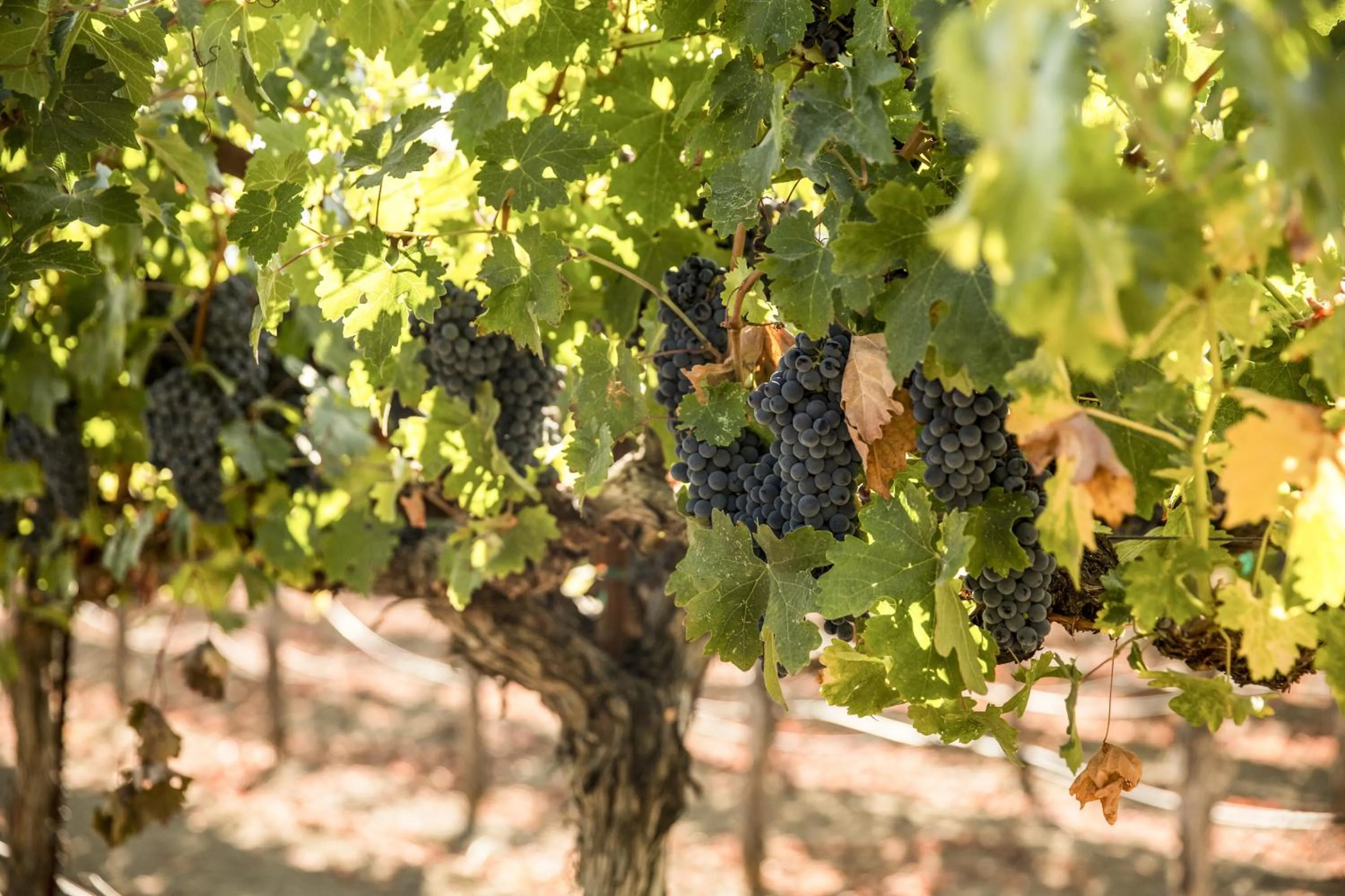 Natural landscape in Harvest Inn