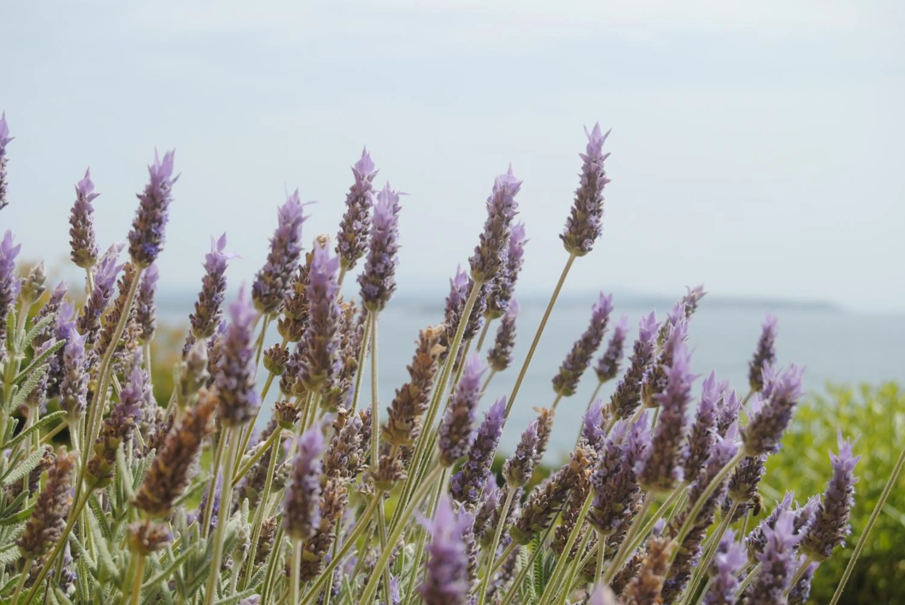 Garden in Maria Rooms