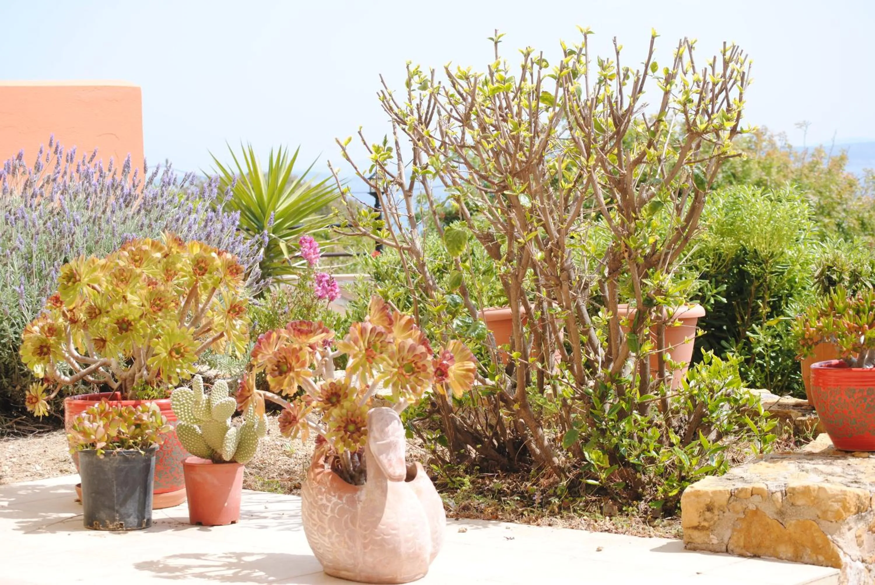 Garden in Maria Rooms