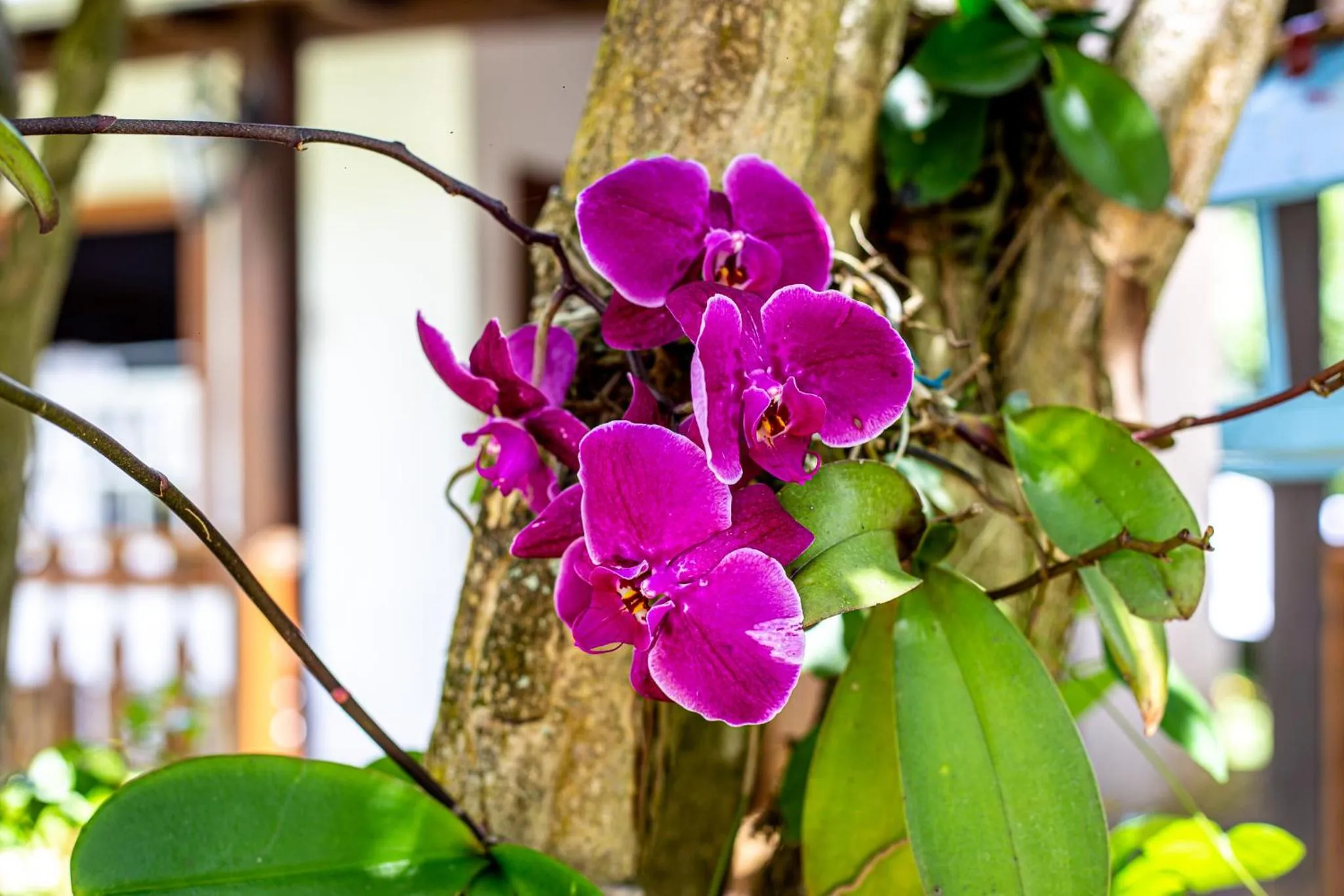 Spring in Casa de Violeta Pousada