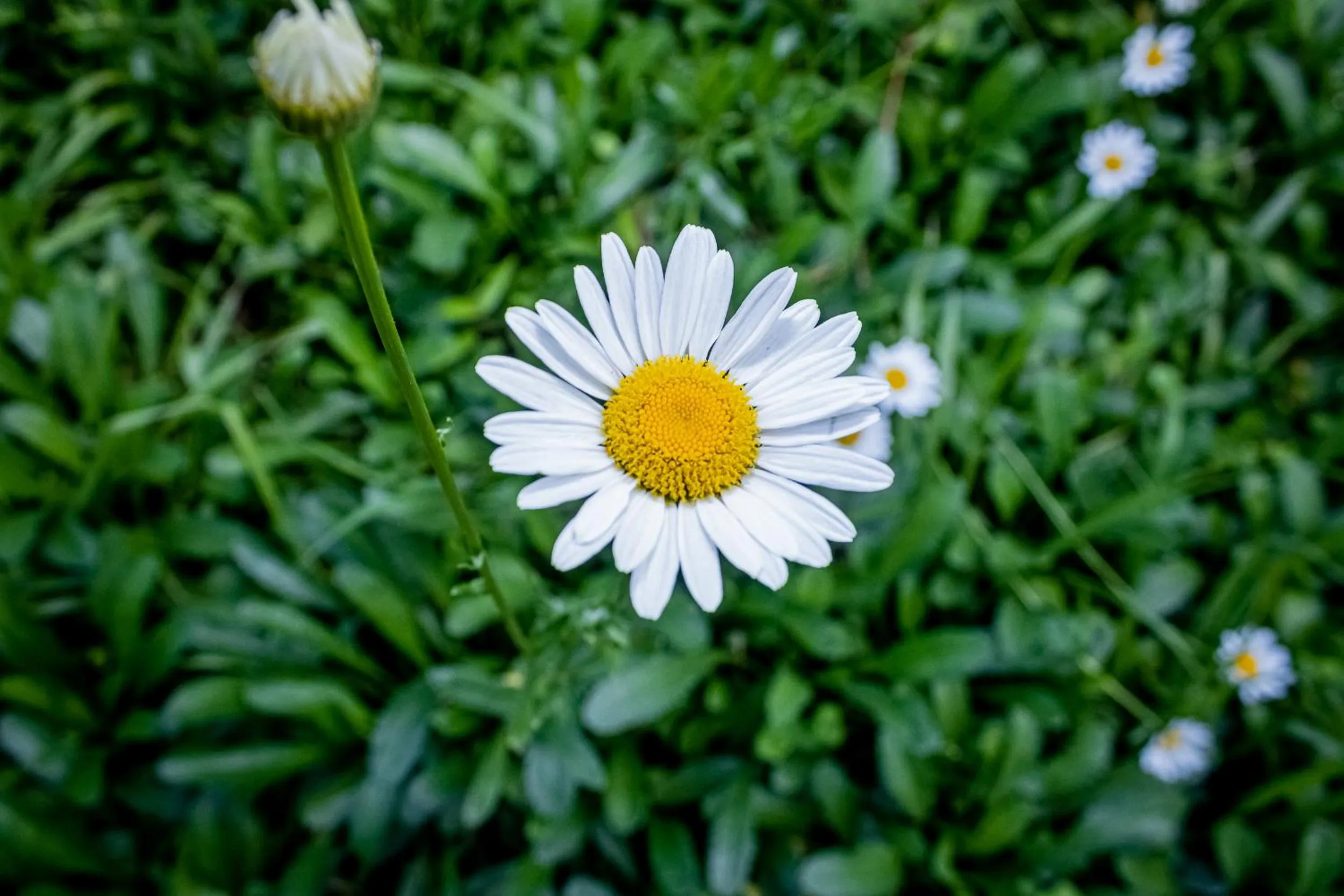 Spring in Casa de Violeta Pousada