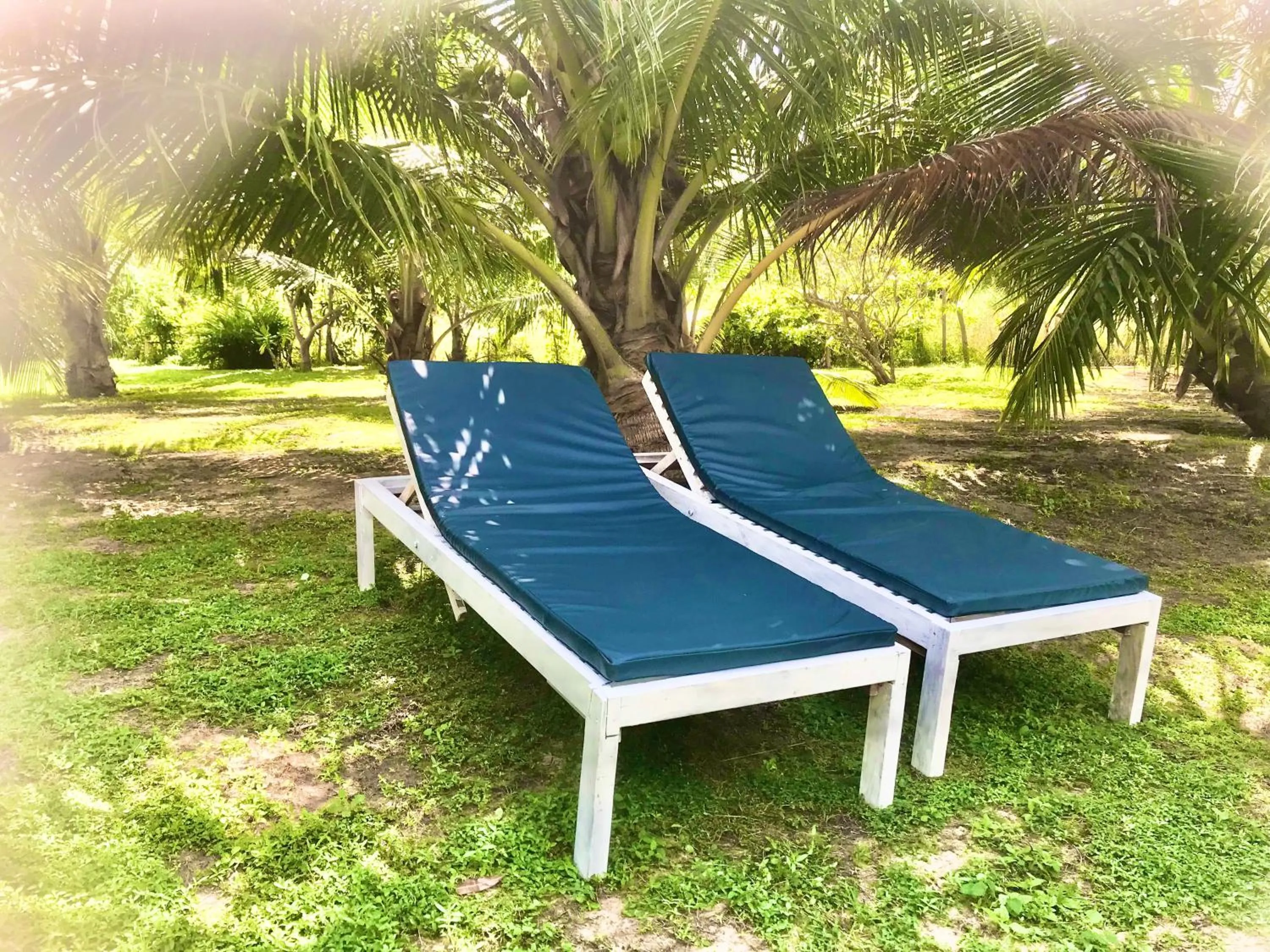 Garden in Ashansa Lagoon Resort