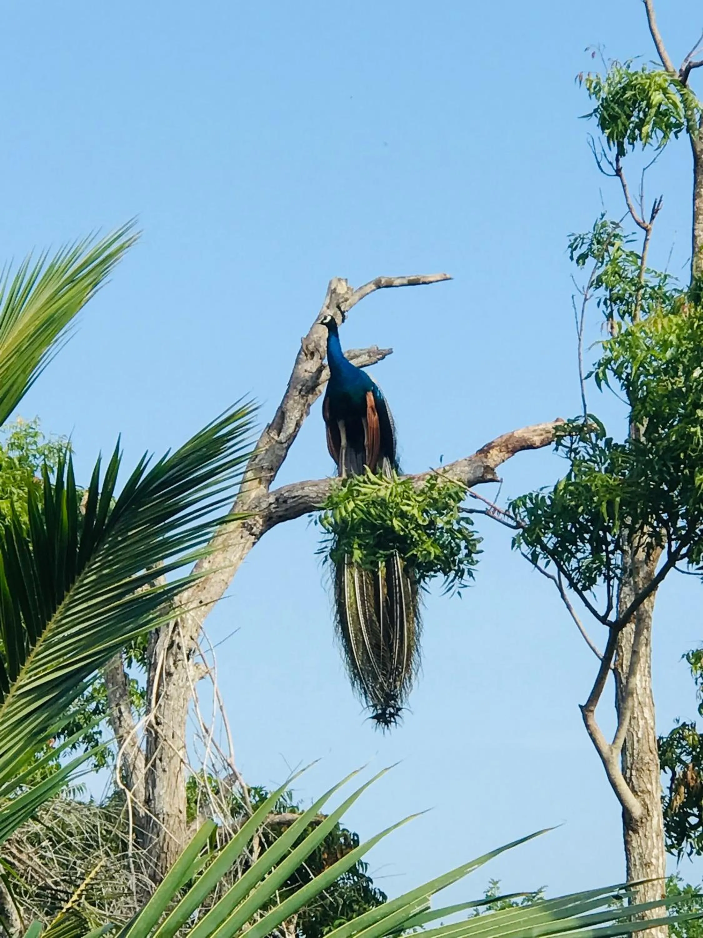 Ashansa Lagoon Resort