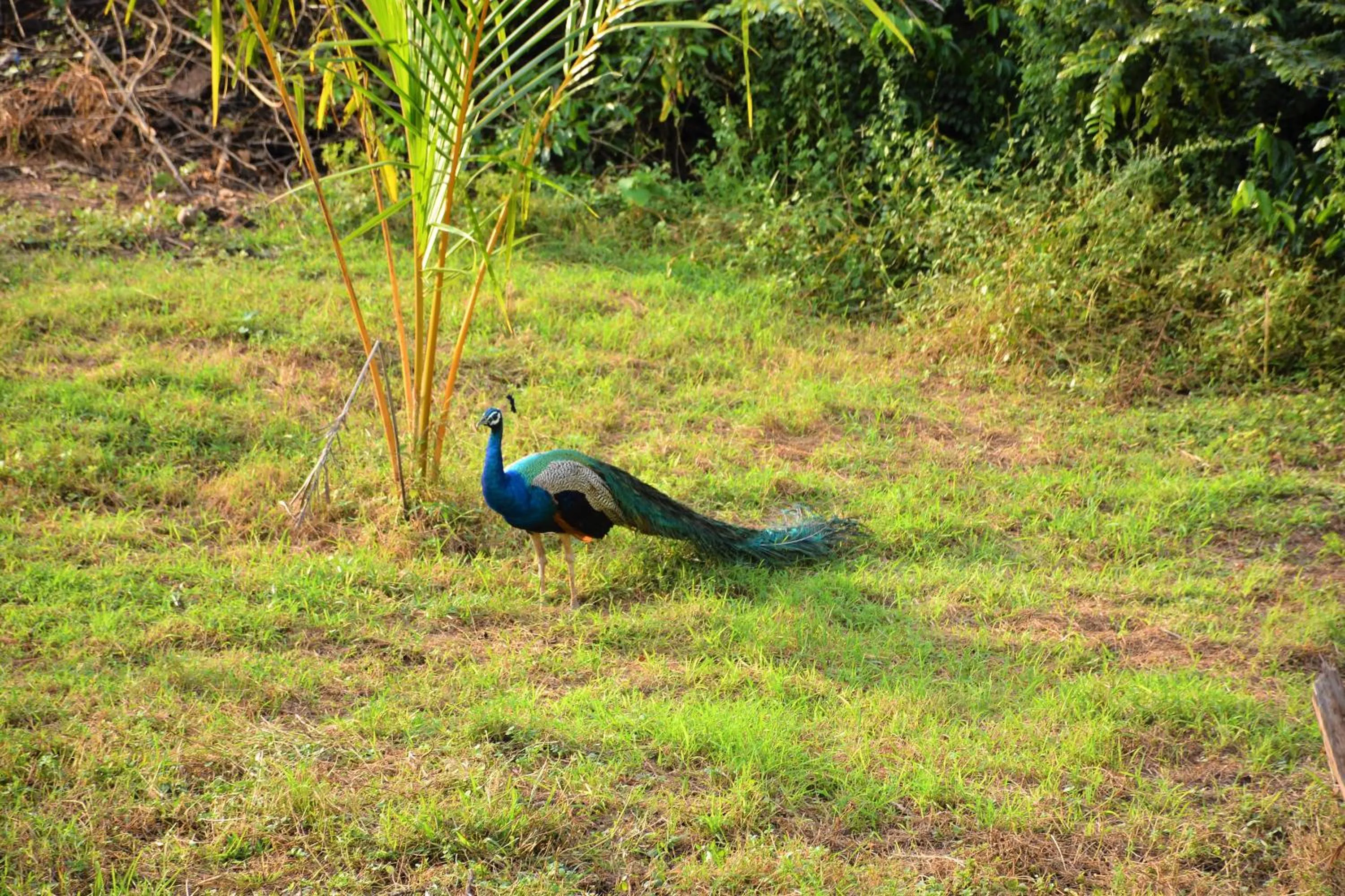 Natural landscape in Ashansa Lagoon Resort