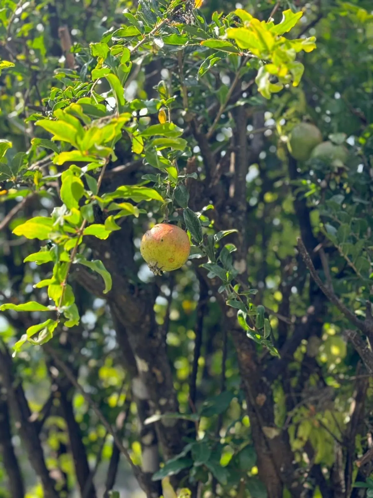 Garden in Hotel Ex Hacienda La Pitaya Querétaro