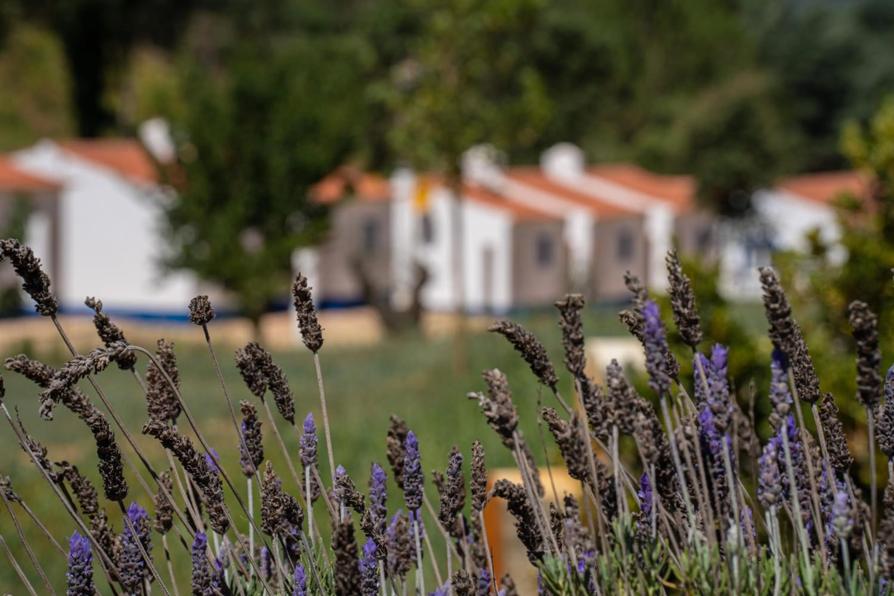 Garden in Vale da Cassiopeia
