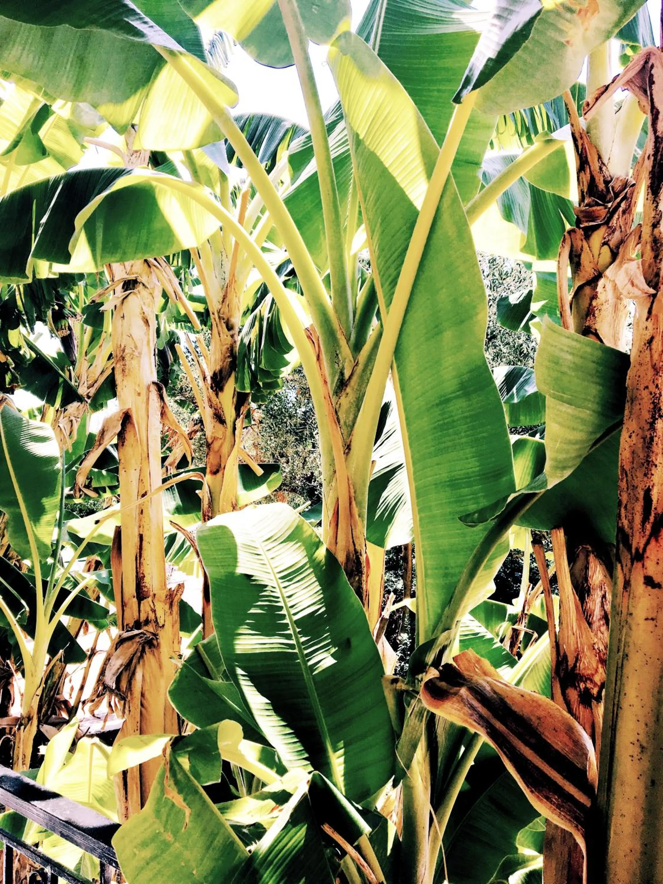Natural landscape in Lofos Strani