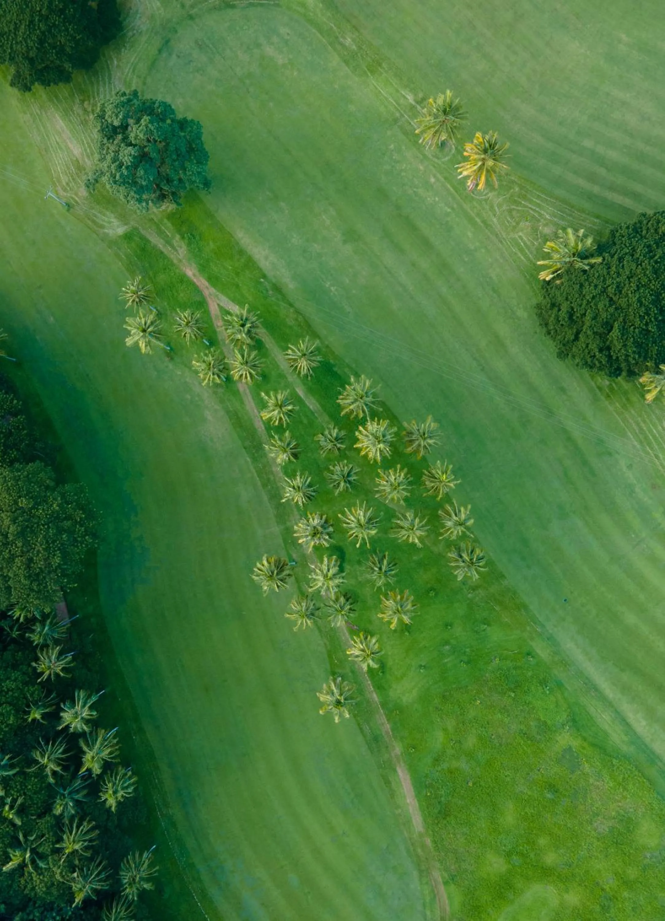 Day in The Albatross, Kandy