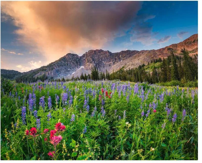 Hiking in Fly Away Home