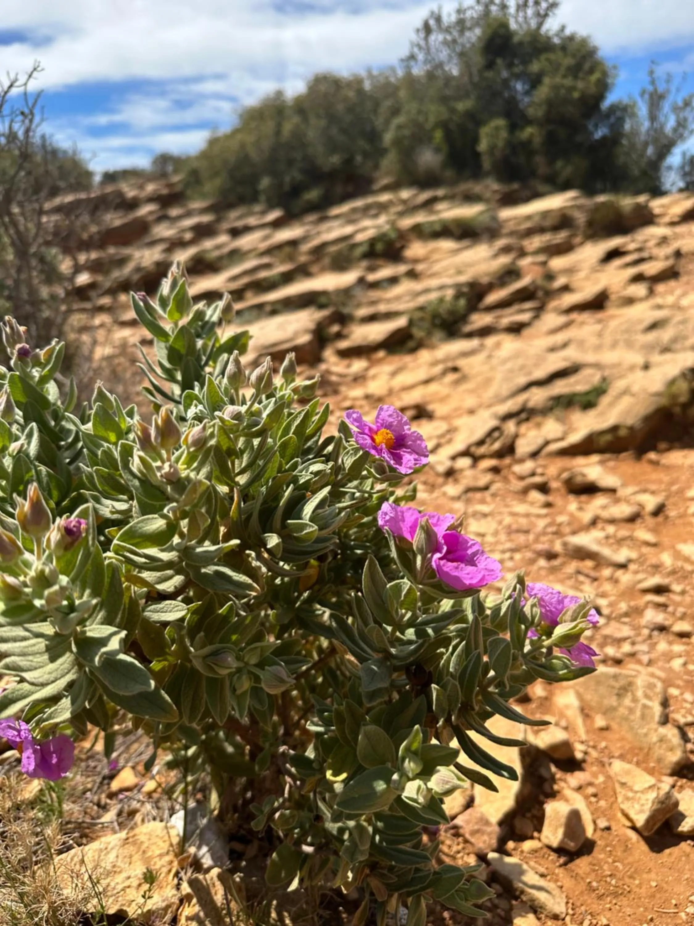 Logis Hotel Restaurant Le Grand Puech