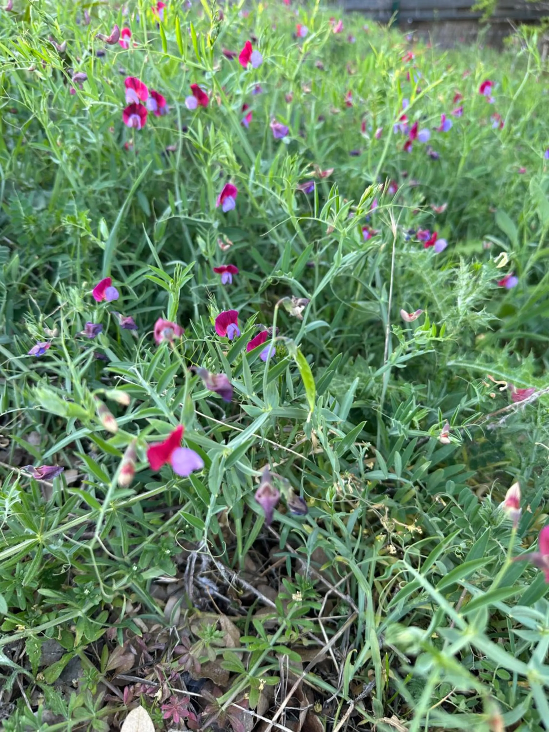 Garden in Logis Hotel Restaurant Le Grand Puech