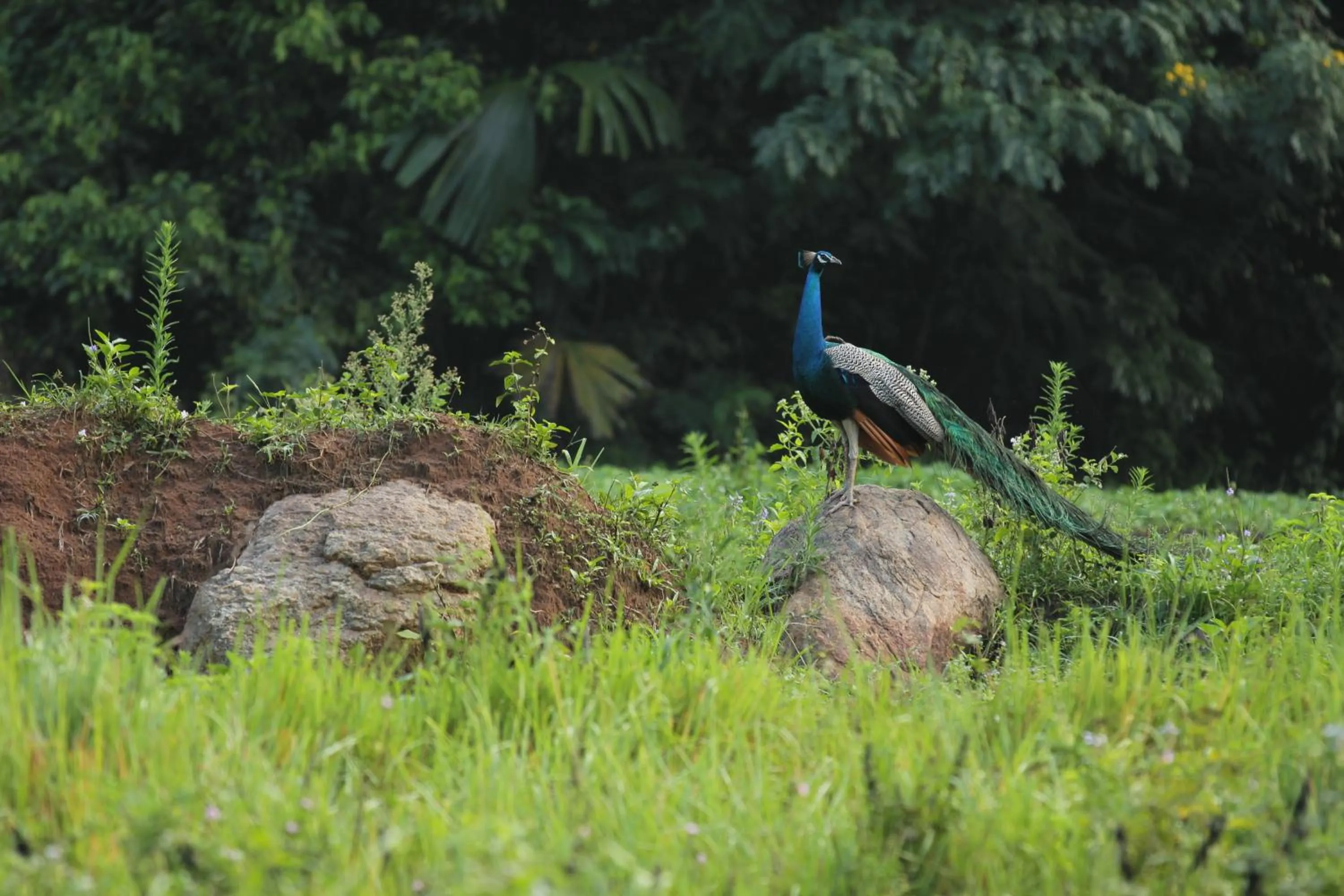 Animals in Ella Jungle Resort