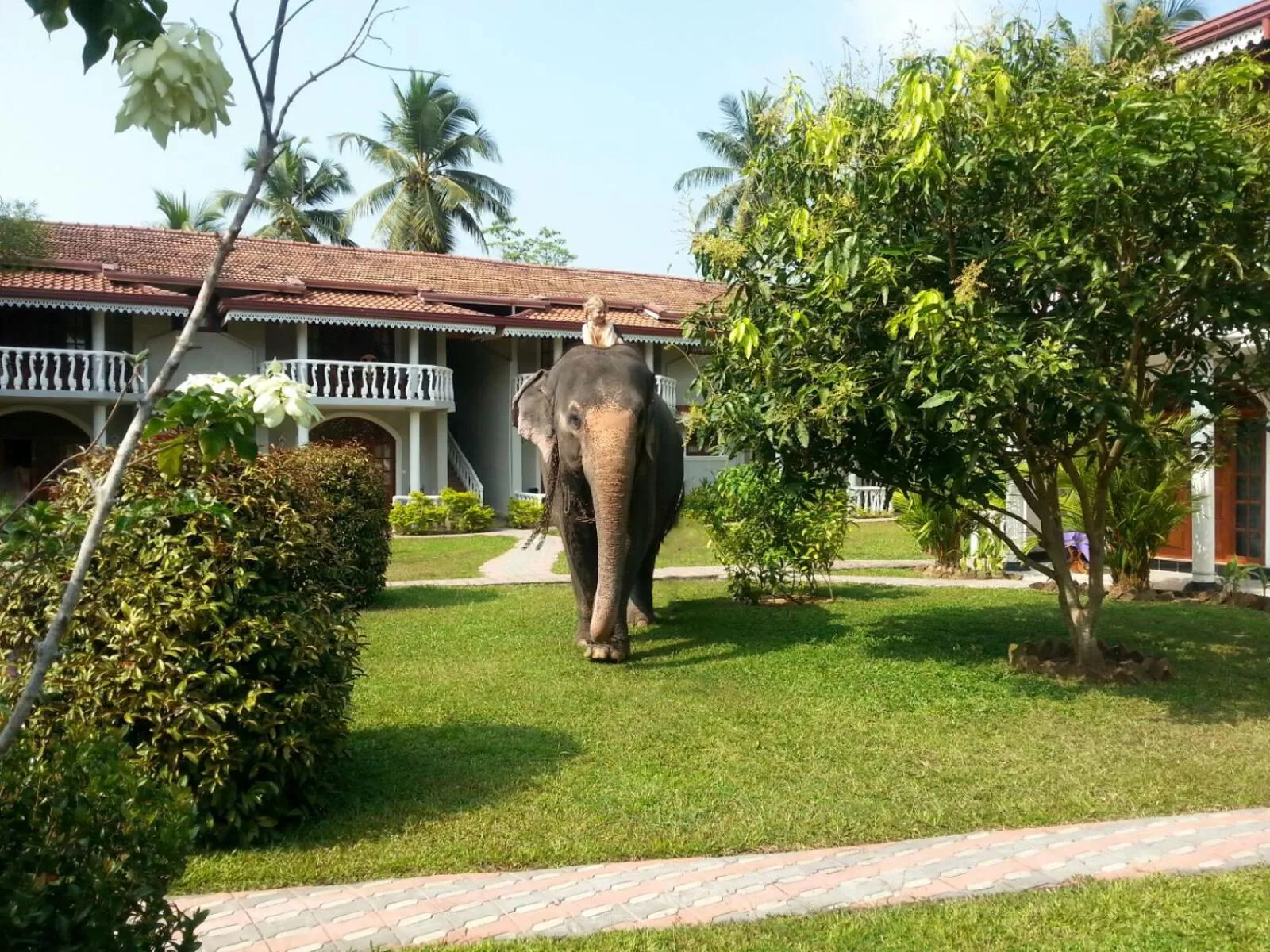 Garden in Bougain Villa