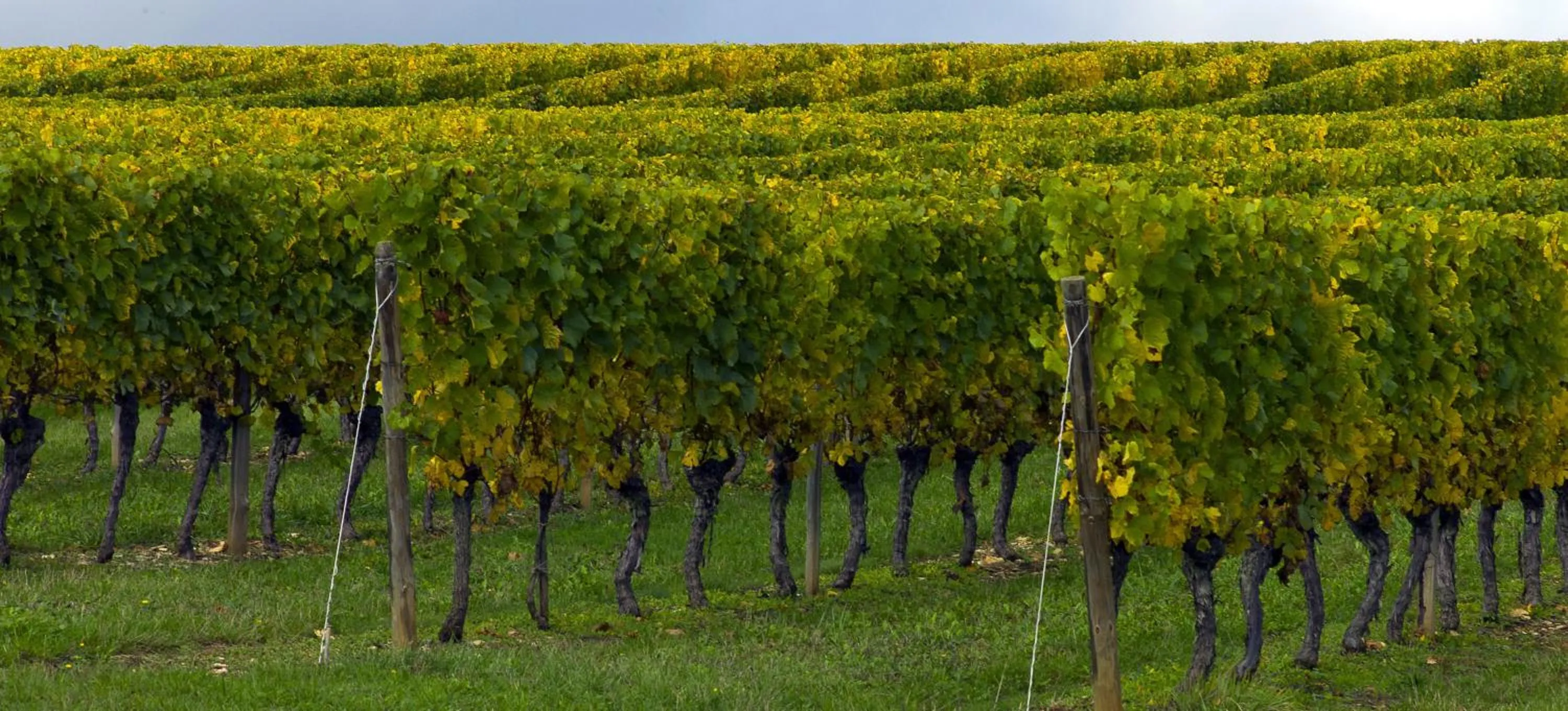 Natural landscape in Hotel ibis Dijon Centre Clemenceau