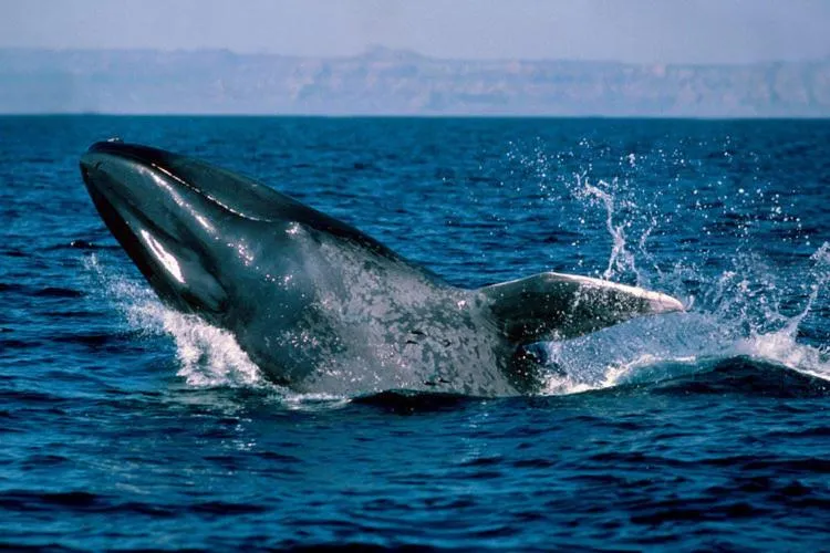 Secret Escape Nilaveli Ayurveda Hotel & Spa