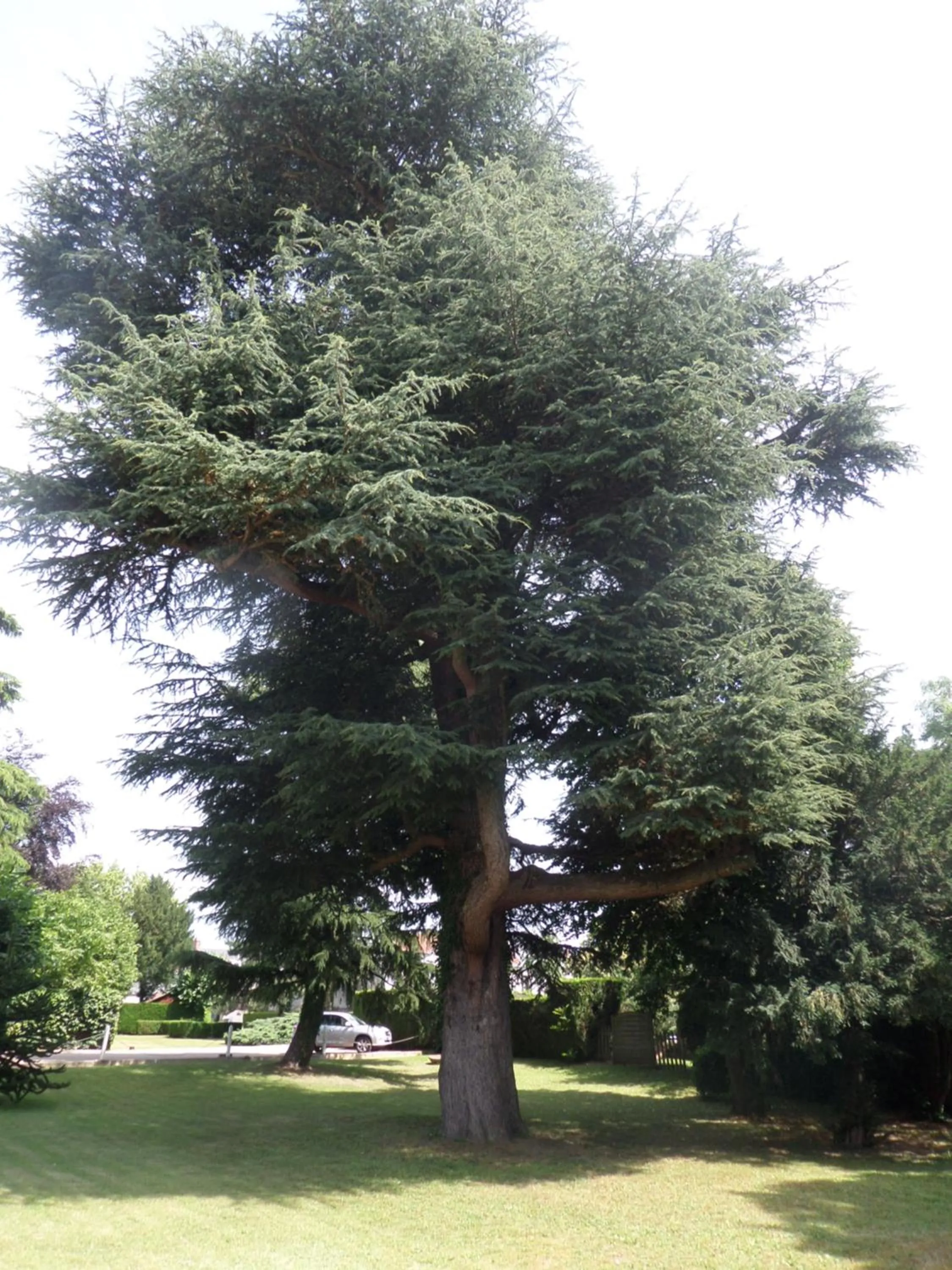 Garden view, Garden in Promotel