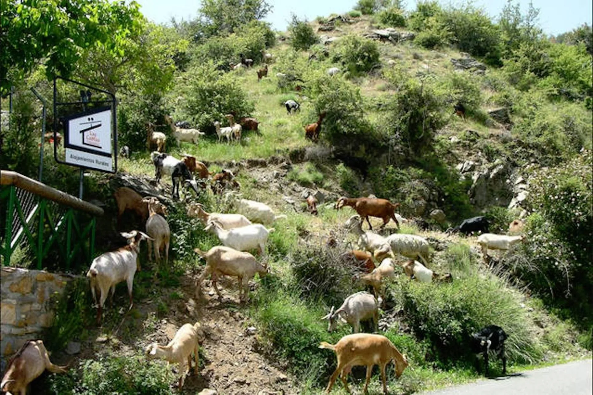 Animals in Telecabina las Catifas