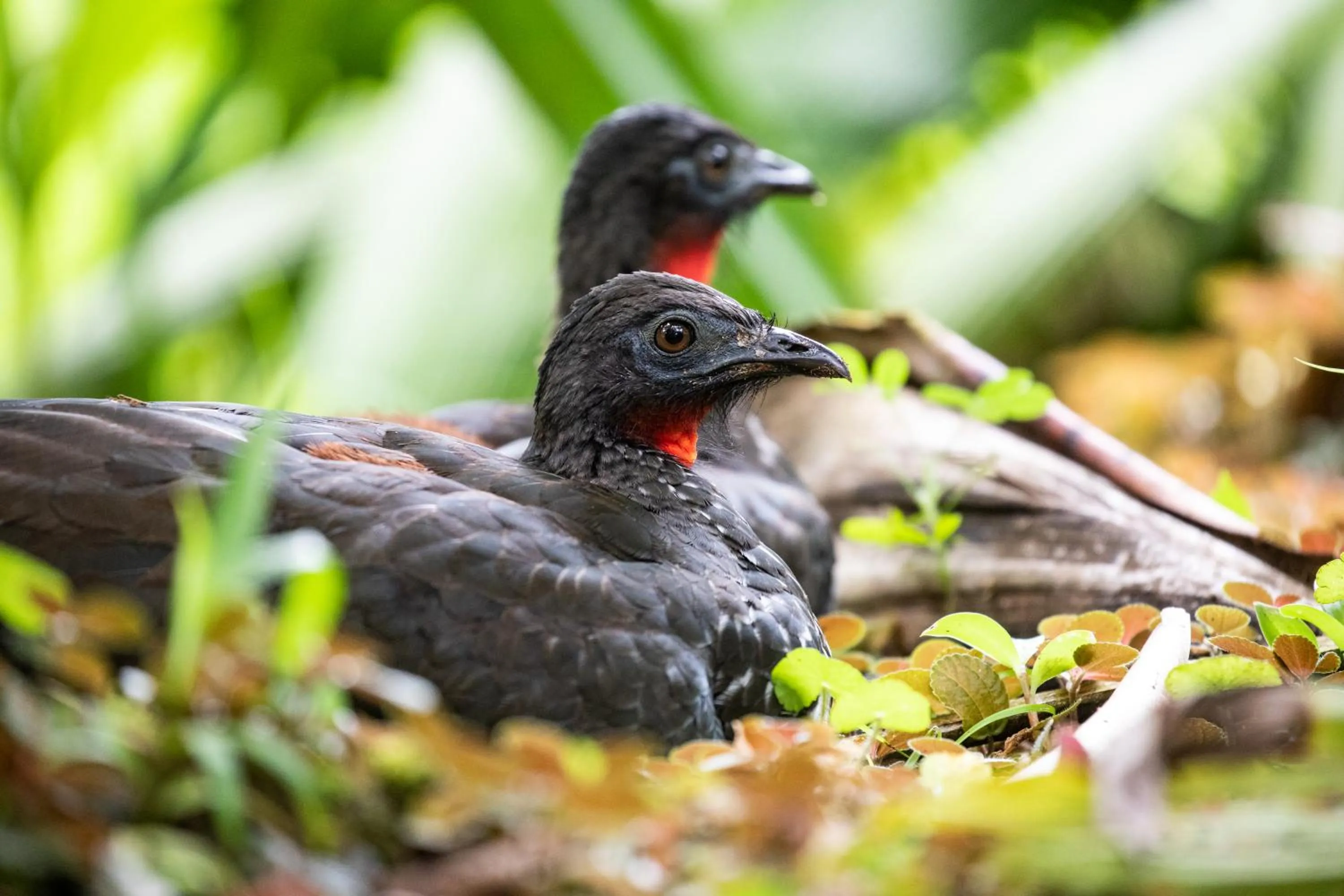 Animals in Lost Iguana Resort and Spa